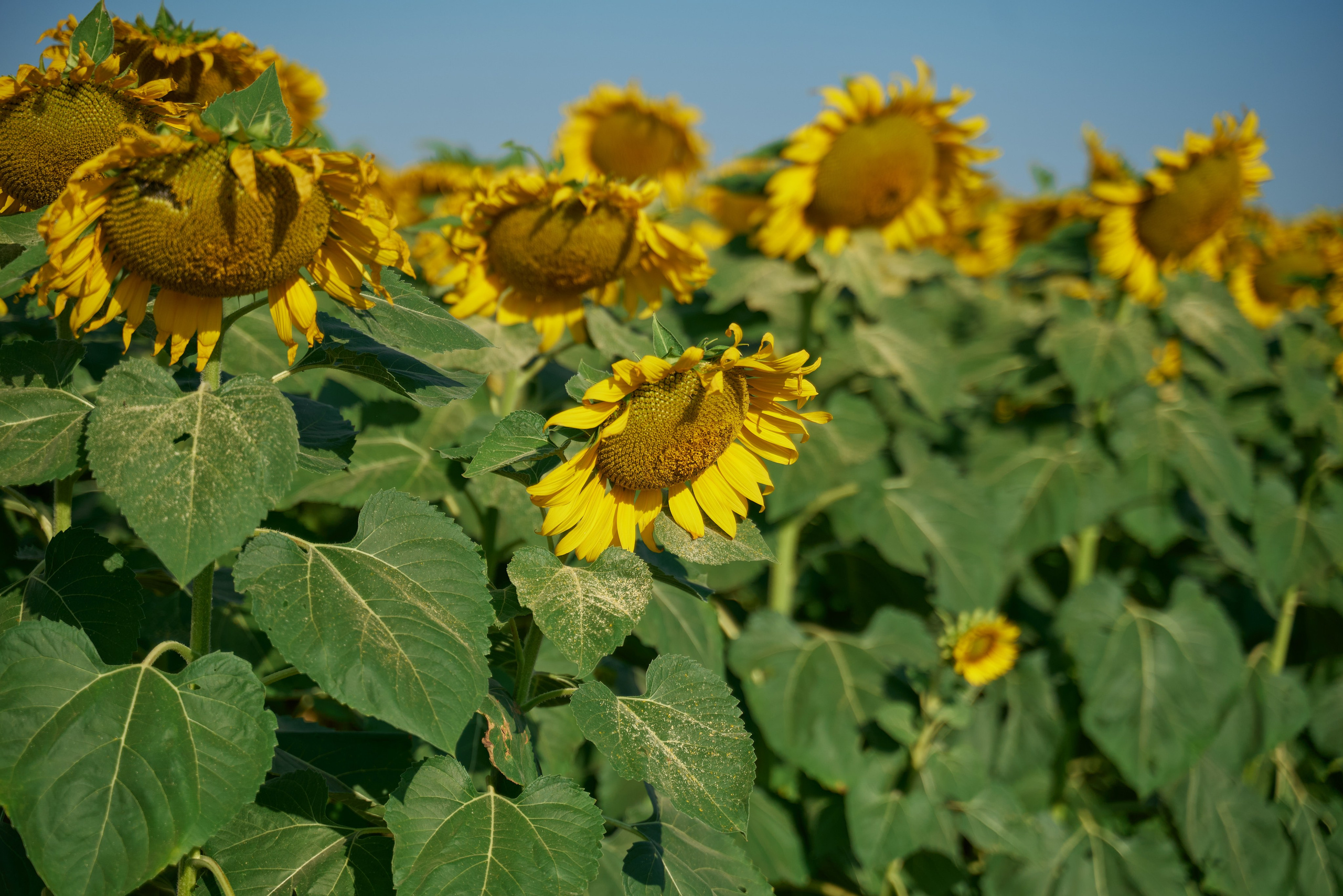 Love in the field. Photographer Bangkok — Pattaya | фотограф Бангкок — Паттайа