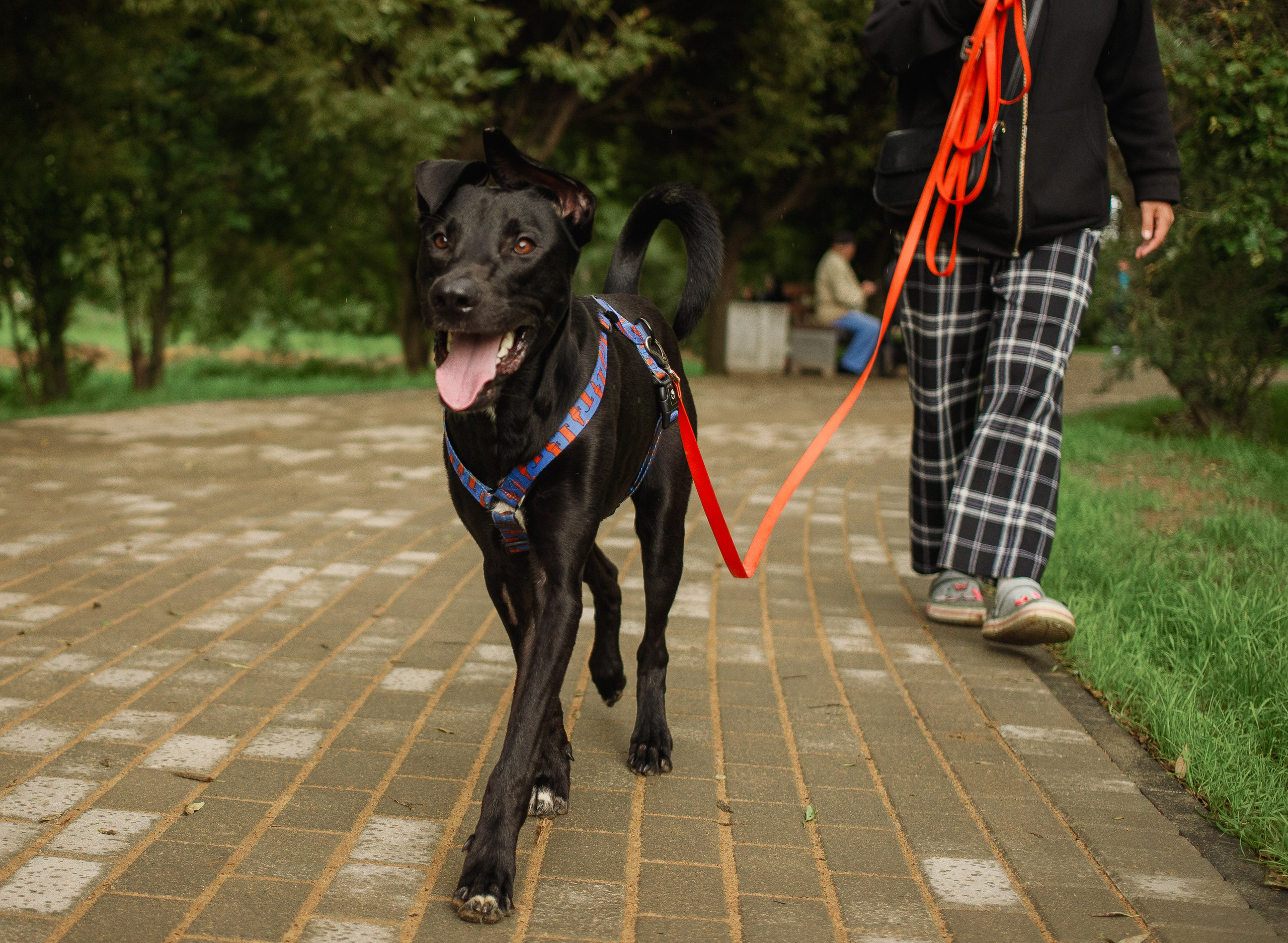 Отис ищет дом. Портретный фотограф в Санкт-Петербурге Катя Протасевич