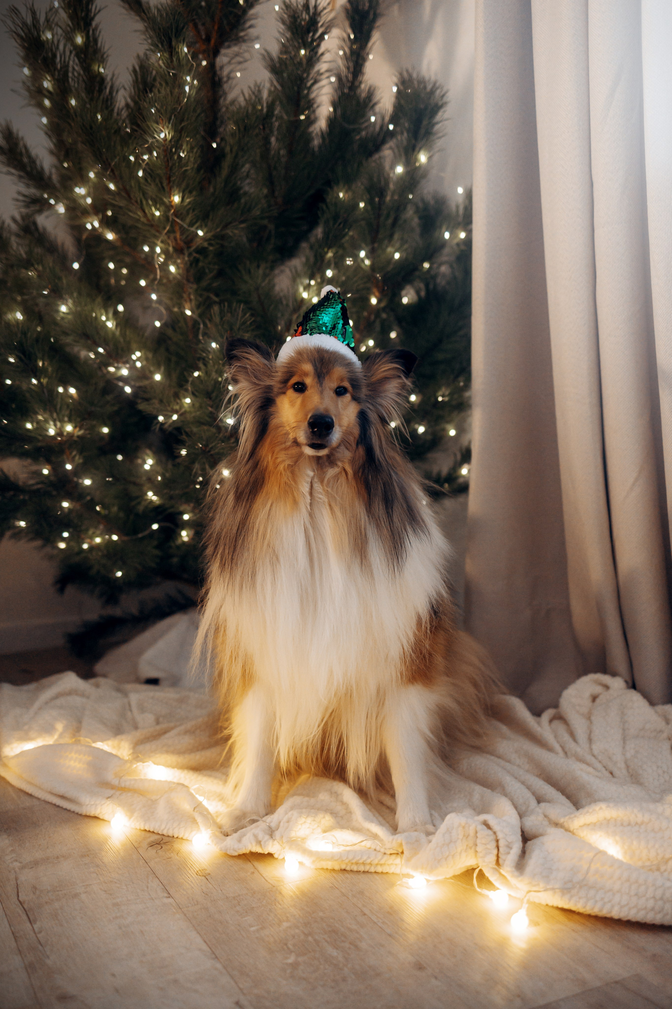 Юлиана, Элли и Райан. YULA KOLESOVA | Фотограф — Анималист | Художник | Тюмень