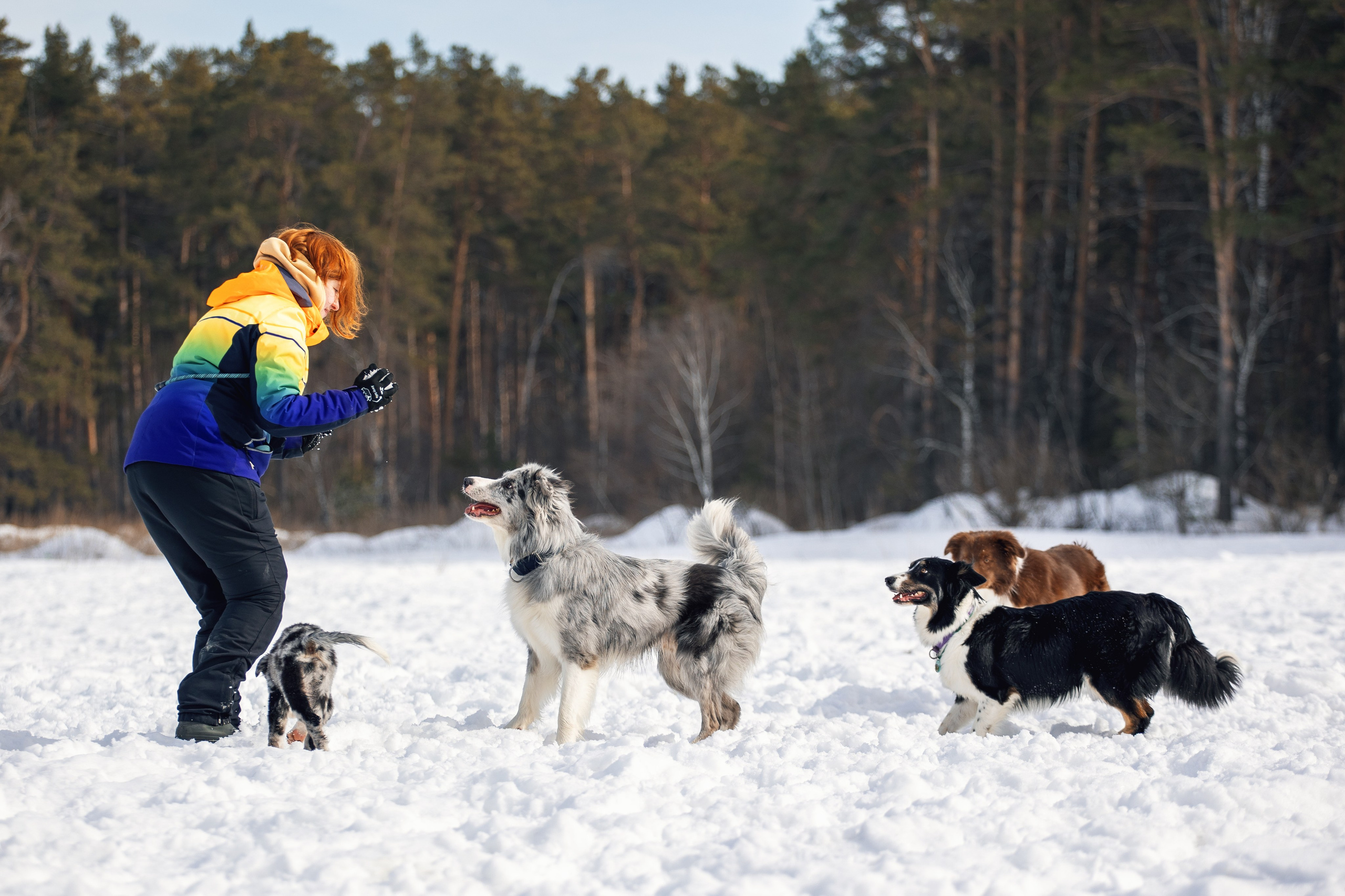 В погоне за снежком…. YULA KOLESOVA | Фотограф — Анималист | Художник | Тюмень