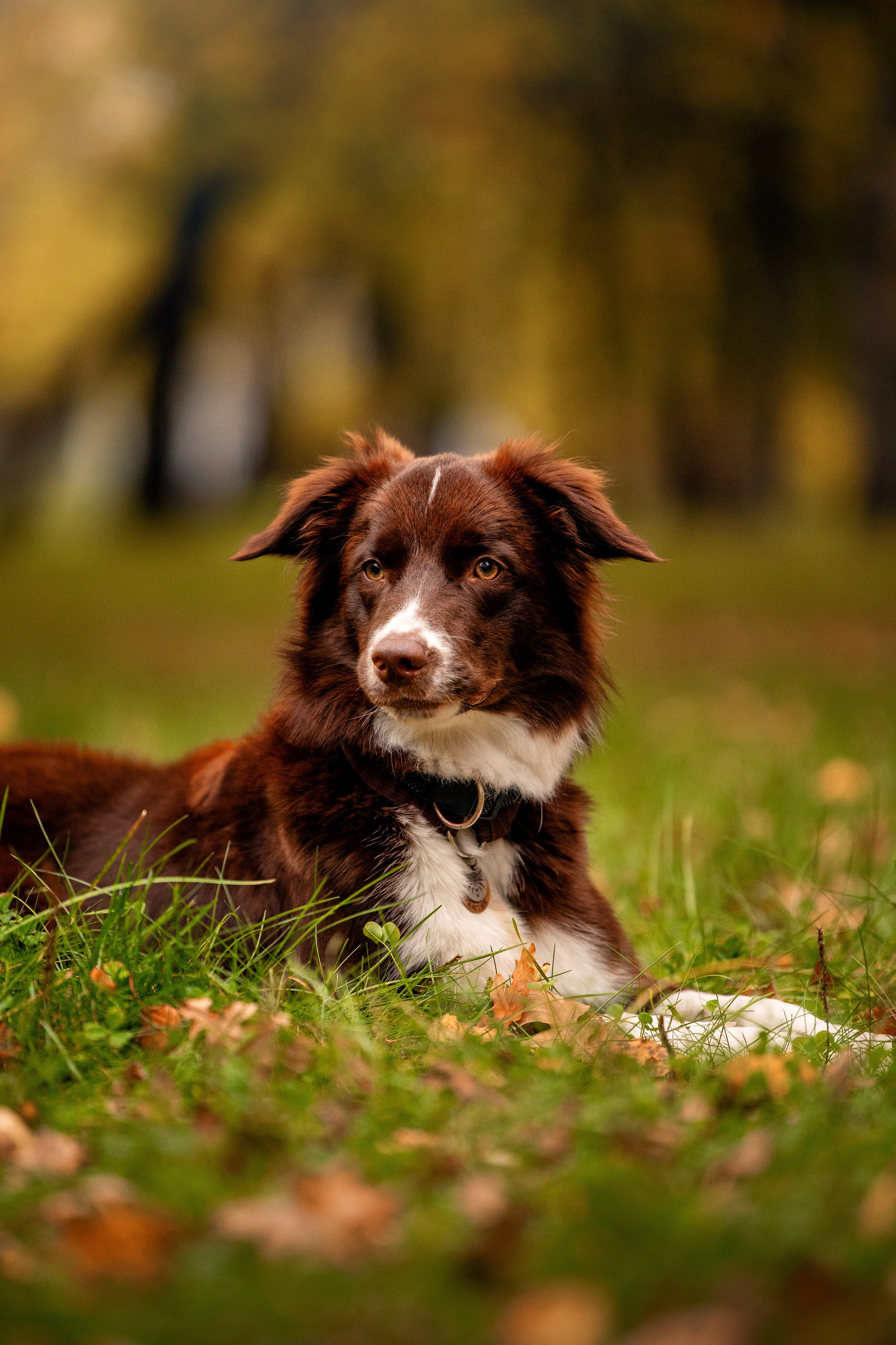 Отзывы. YULA KOLESOVA | Фотограф — Анималист | Художник | Тюмень