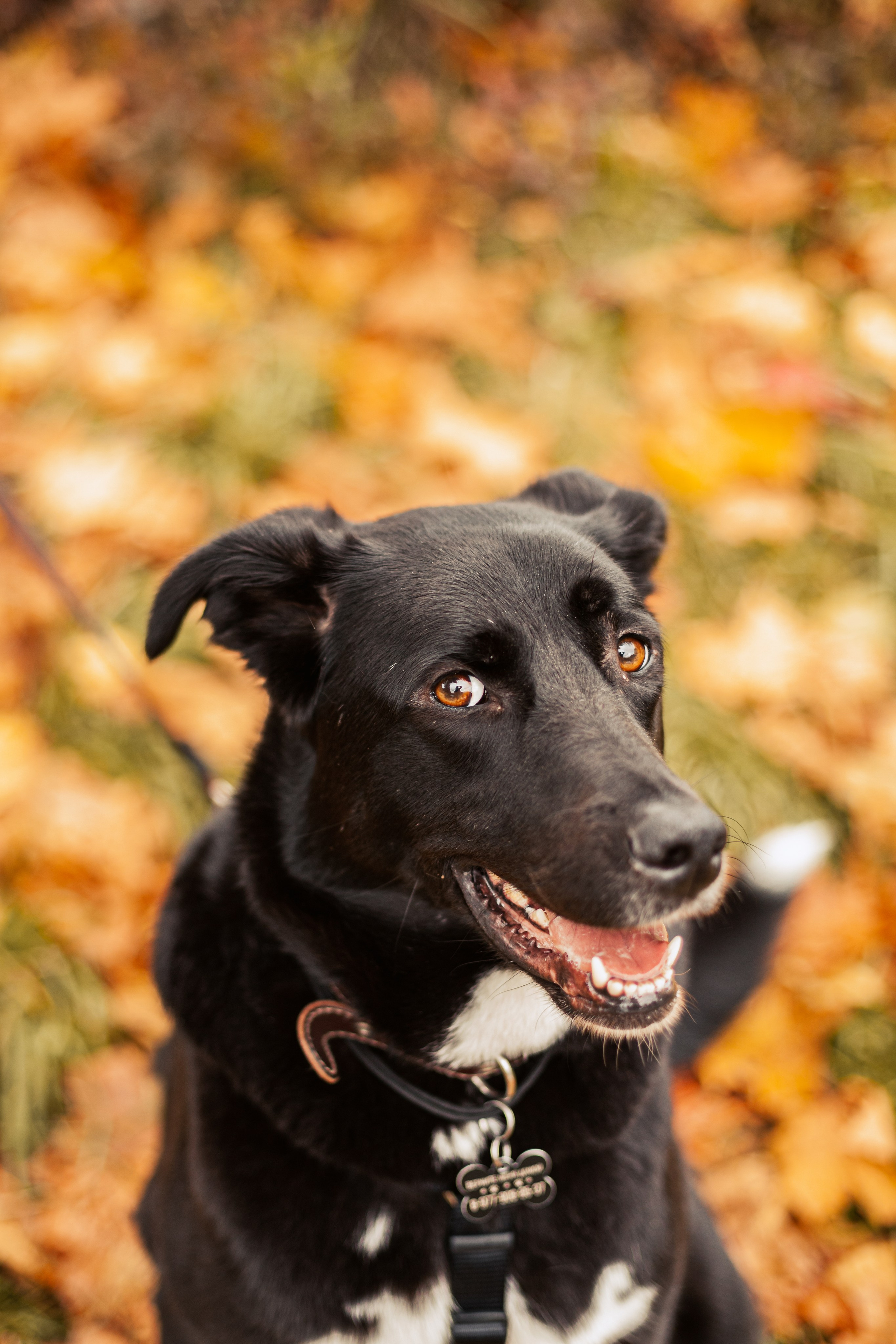Юля и Фортуна. Фотограф-анималист Татьяна Степанова