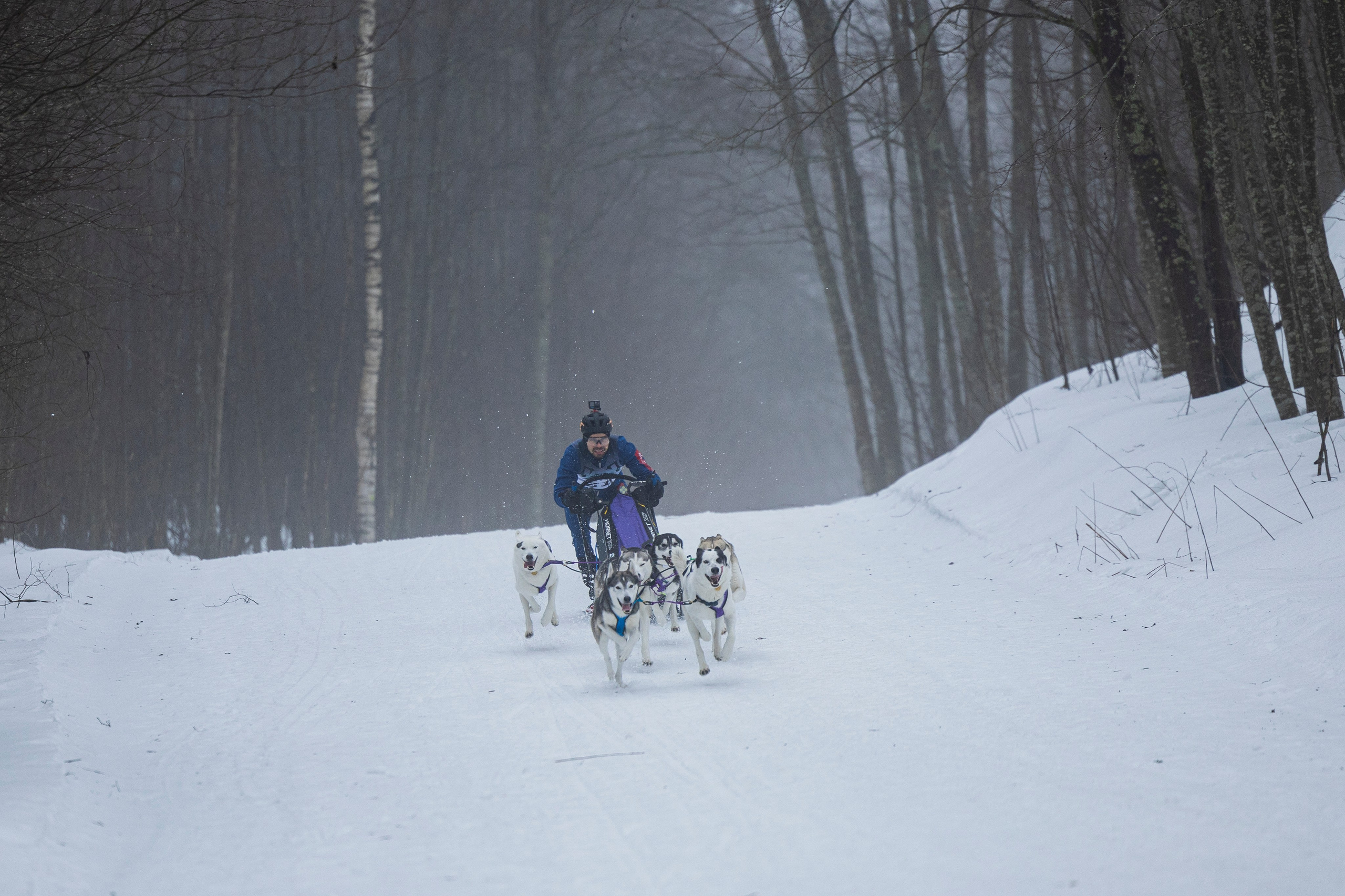 Зимний Чемпионат Санкт-Петербурга по ездовому спорту. Фотограф-анималист Анна Маринич