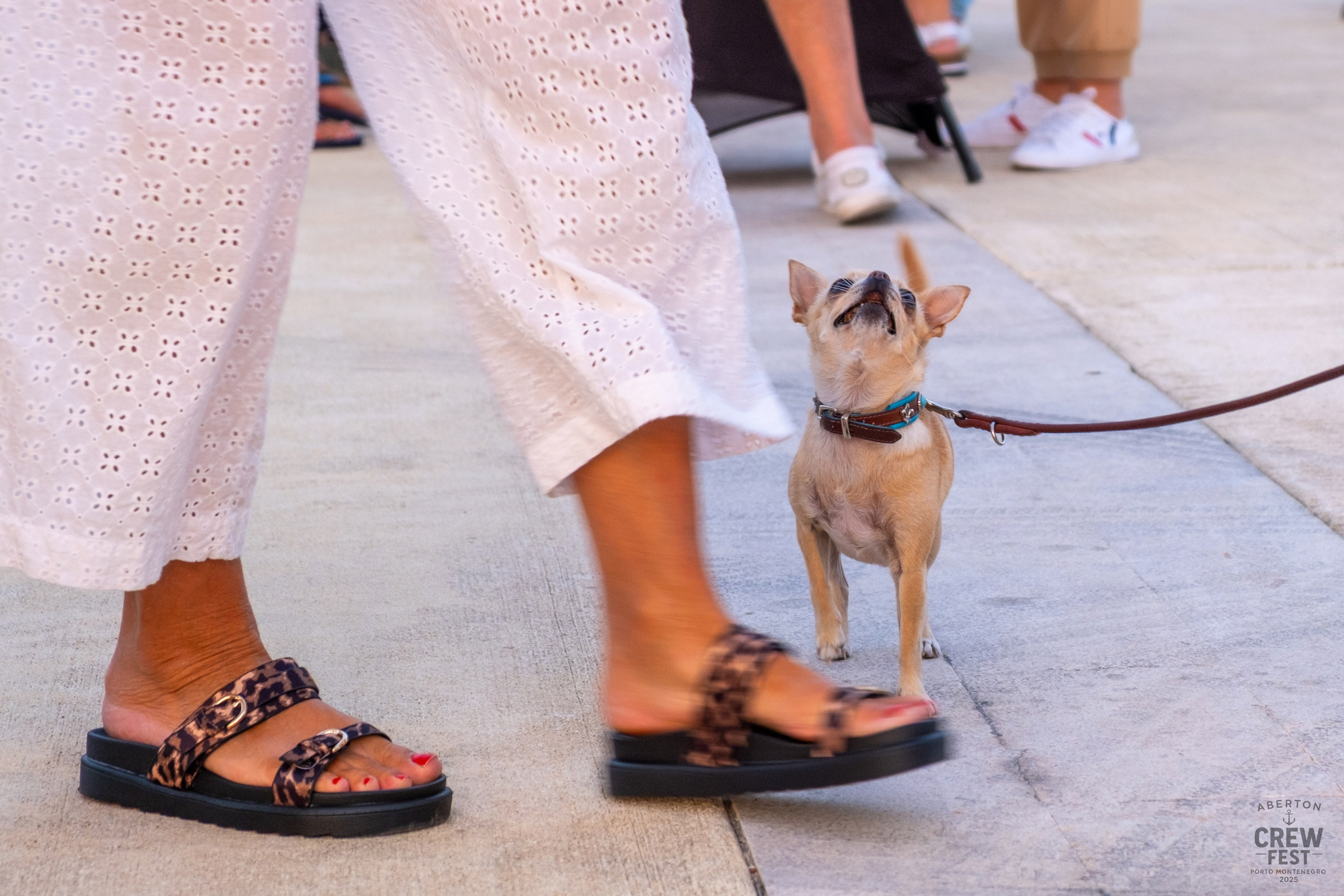 Aberton Crew Fest. Family and wedding photographer in Montenegro