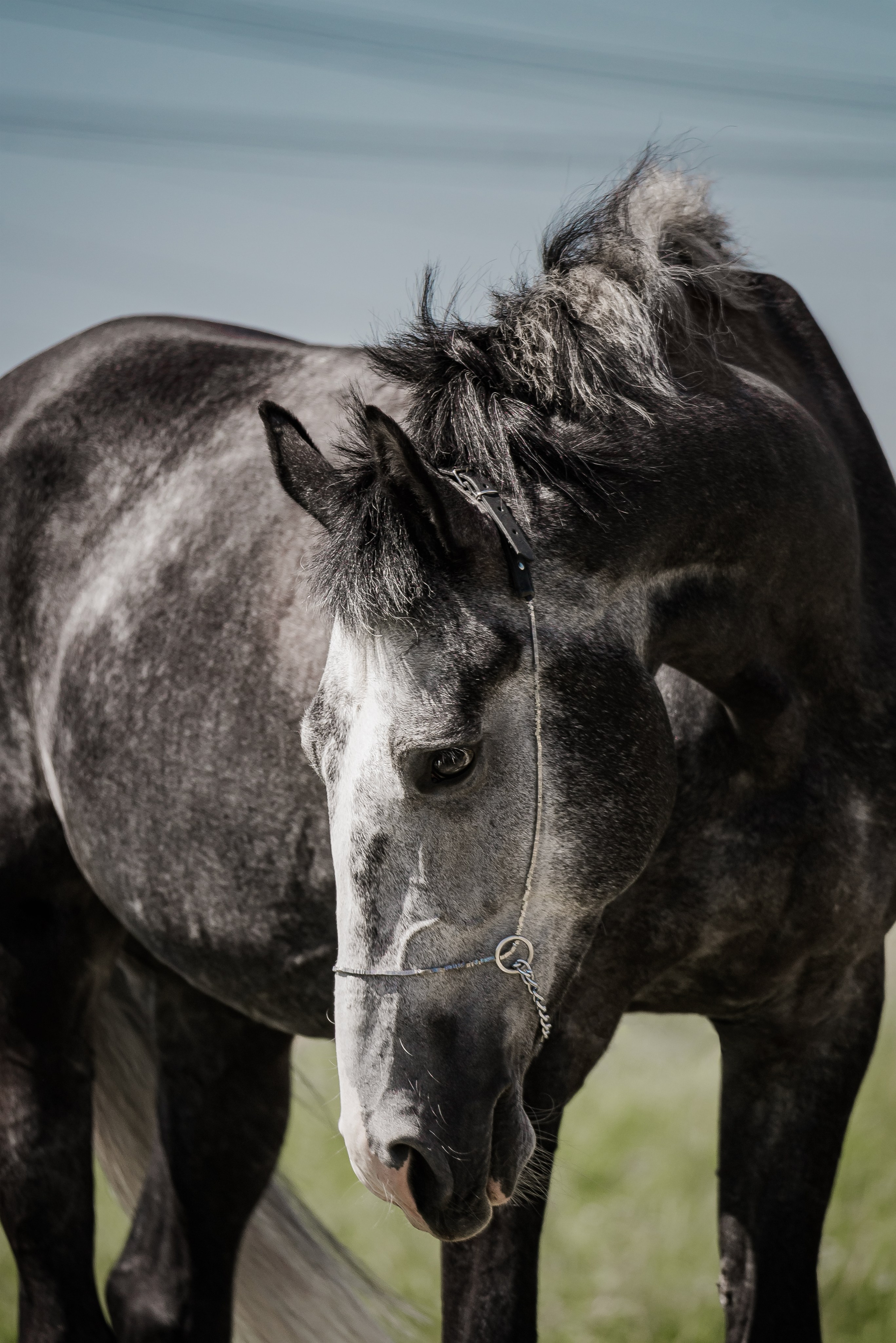 Волхов. Куракина Дарья • Конный фотограф
