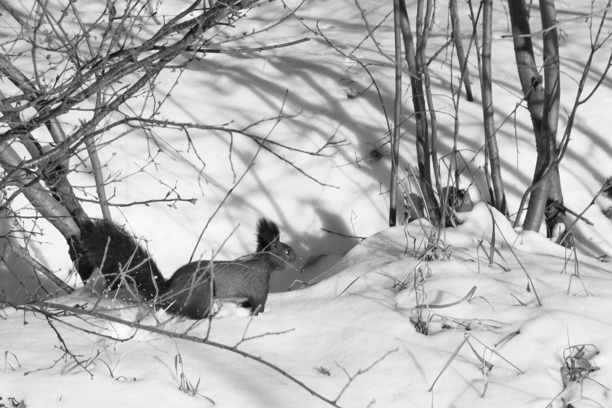 Якутия, Нерюнгри. Фотограф Алексей Скоробогатько