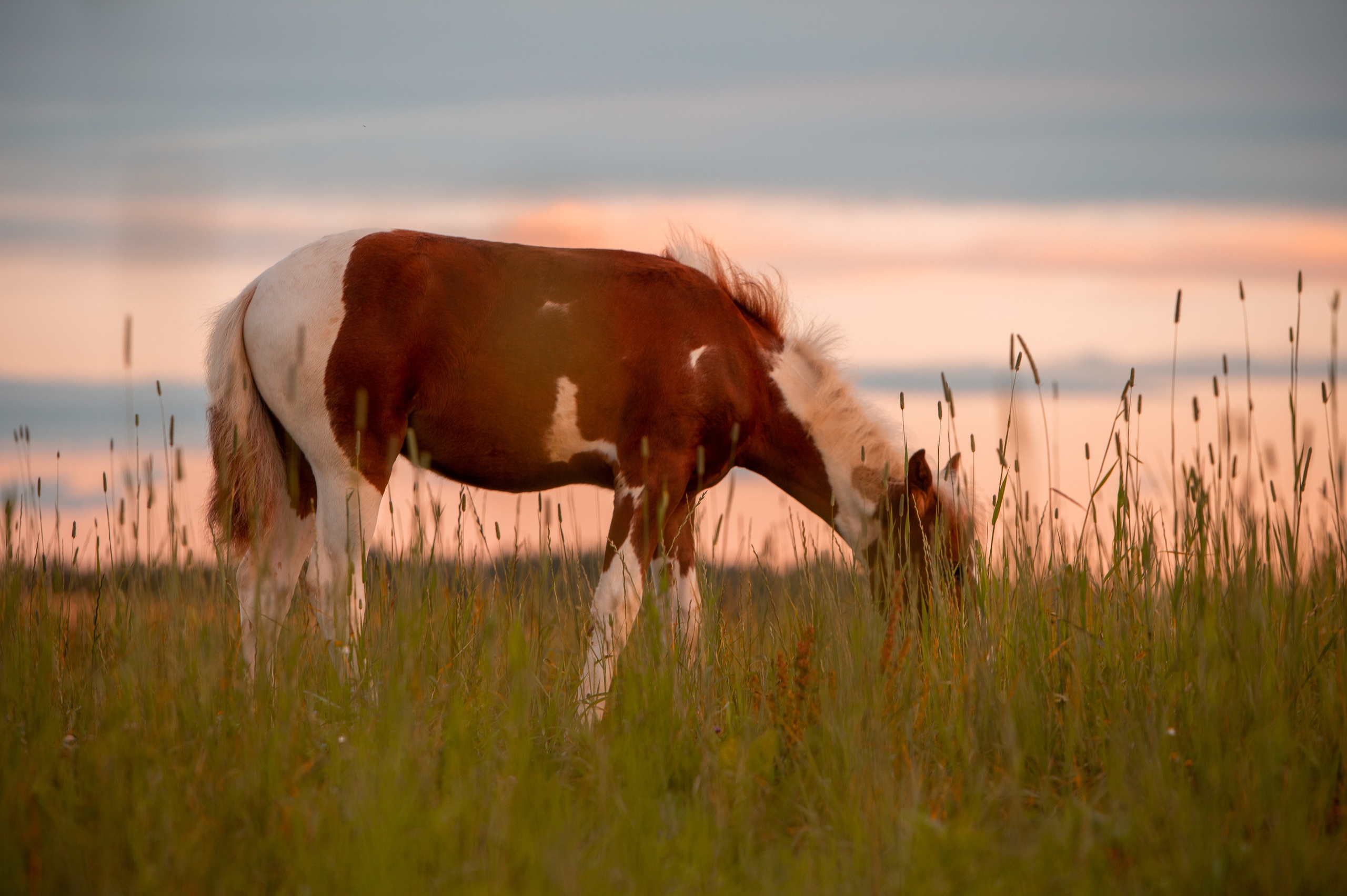 Лошади. Фотограф-анималист в Санкт-Петербурге Анастасия Иванова