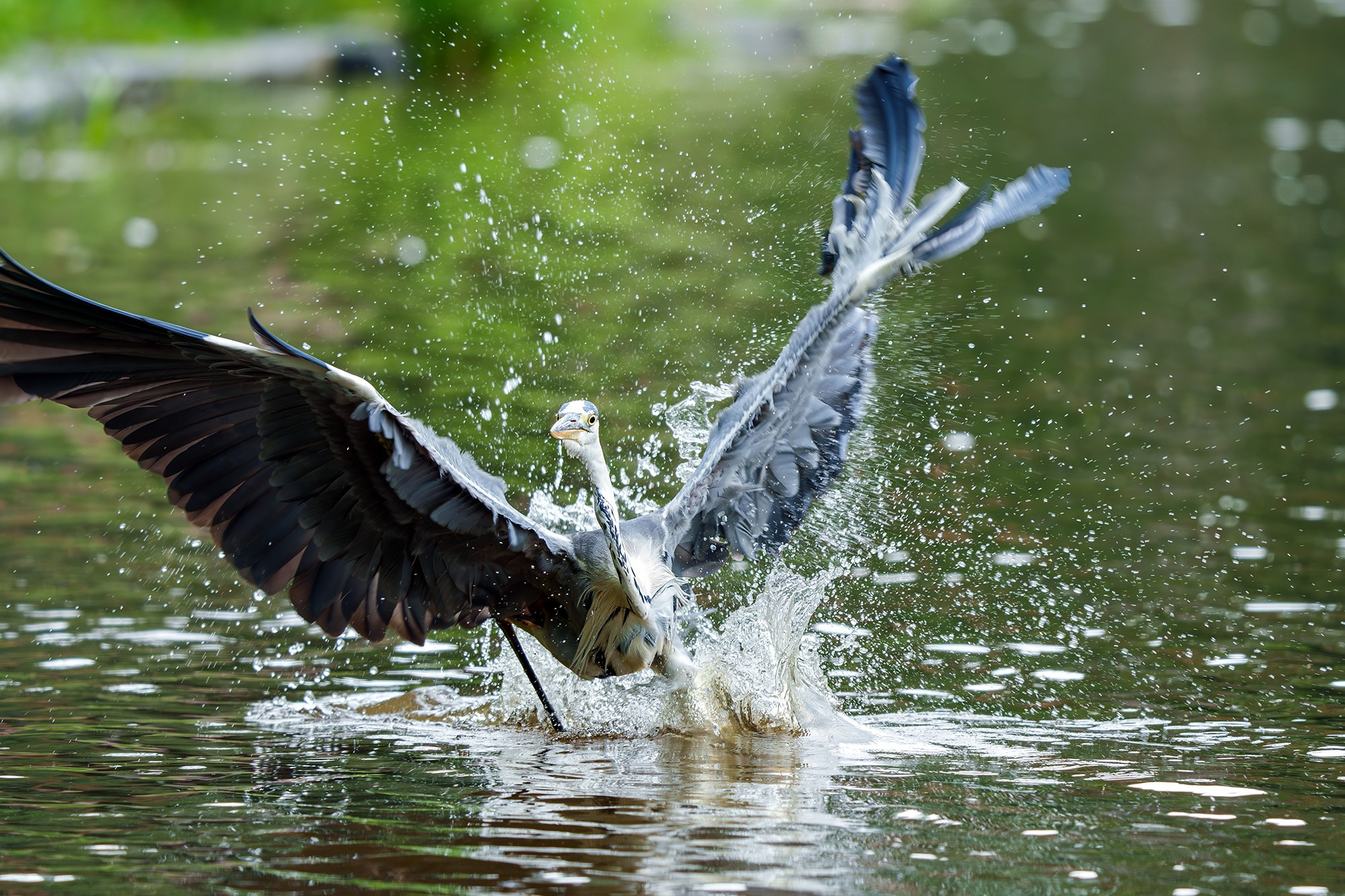Удивительные мир птиц. Вокруг нас столько прекрасного — присмотритесь!. Ваш личный фотограф Марина Волкова