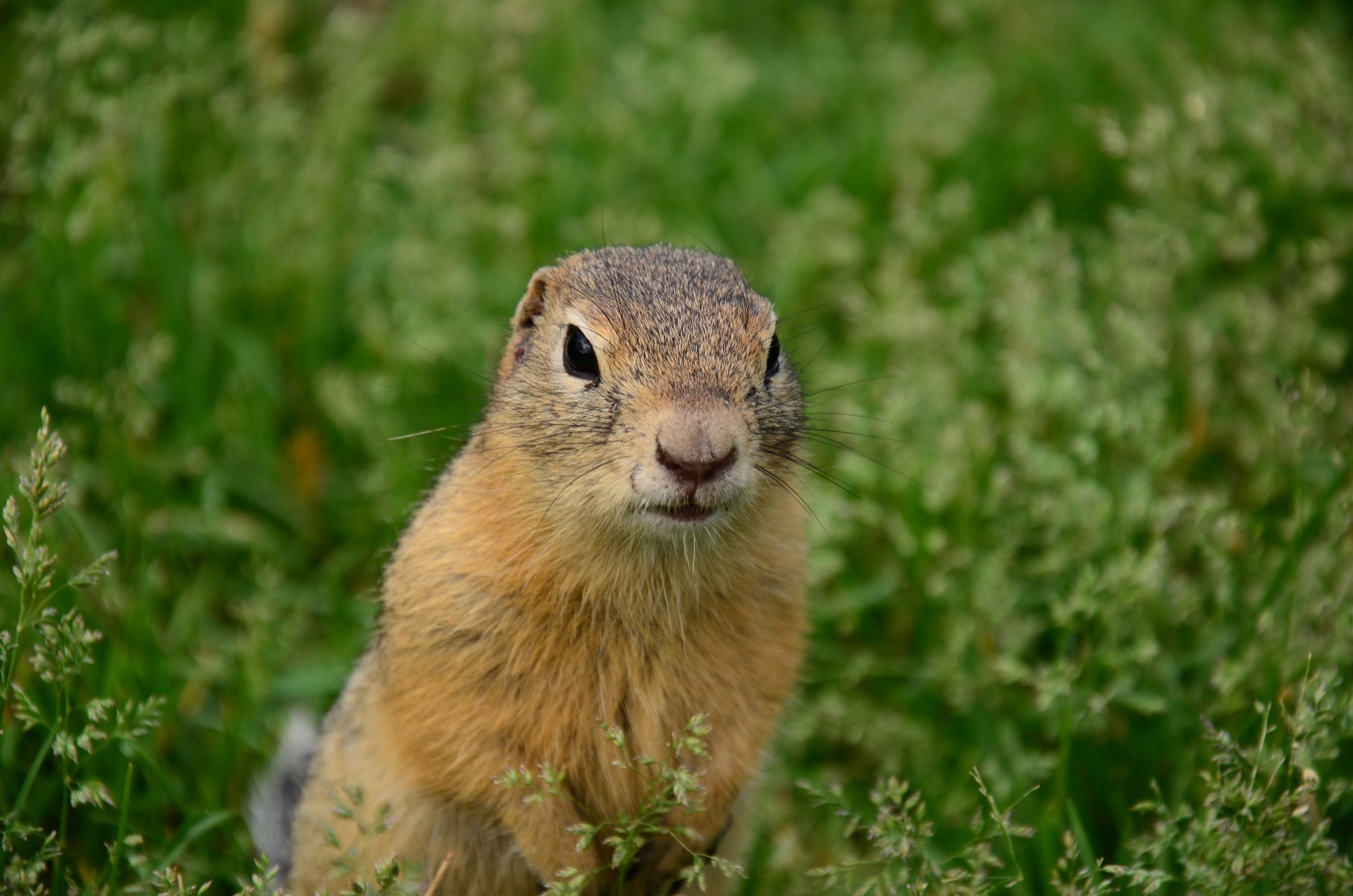 Дары природы. Фотограф viktor viktor