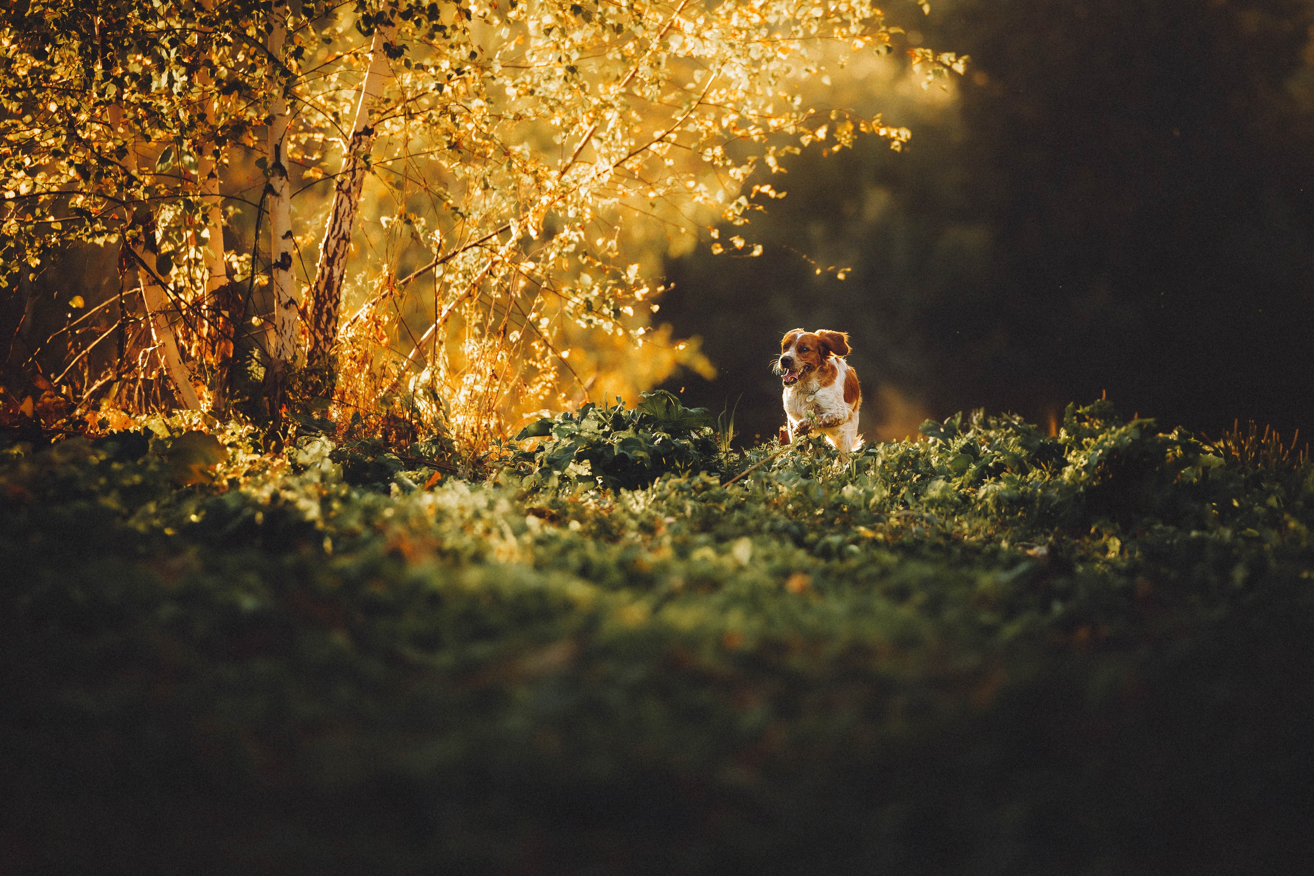 Камри и Пафи