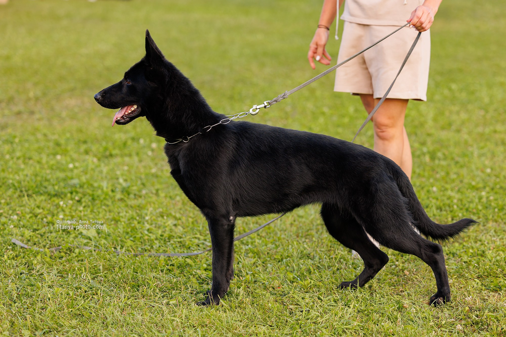 Немецкие овчарки: фото из рингов и вне ринга, мутпроба (фотографии с выставок). Фотограф собак, фотограф-анималист Аня Титова (Titanya). Москва