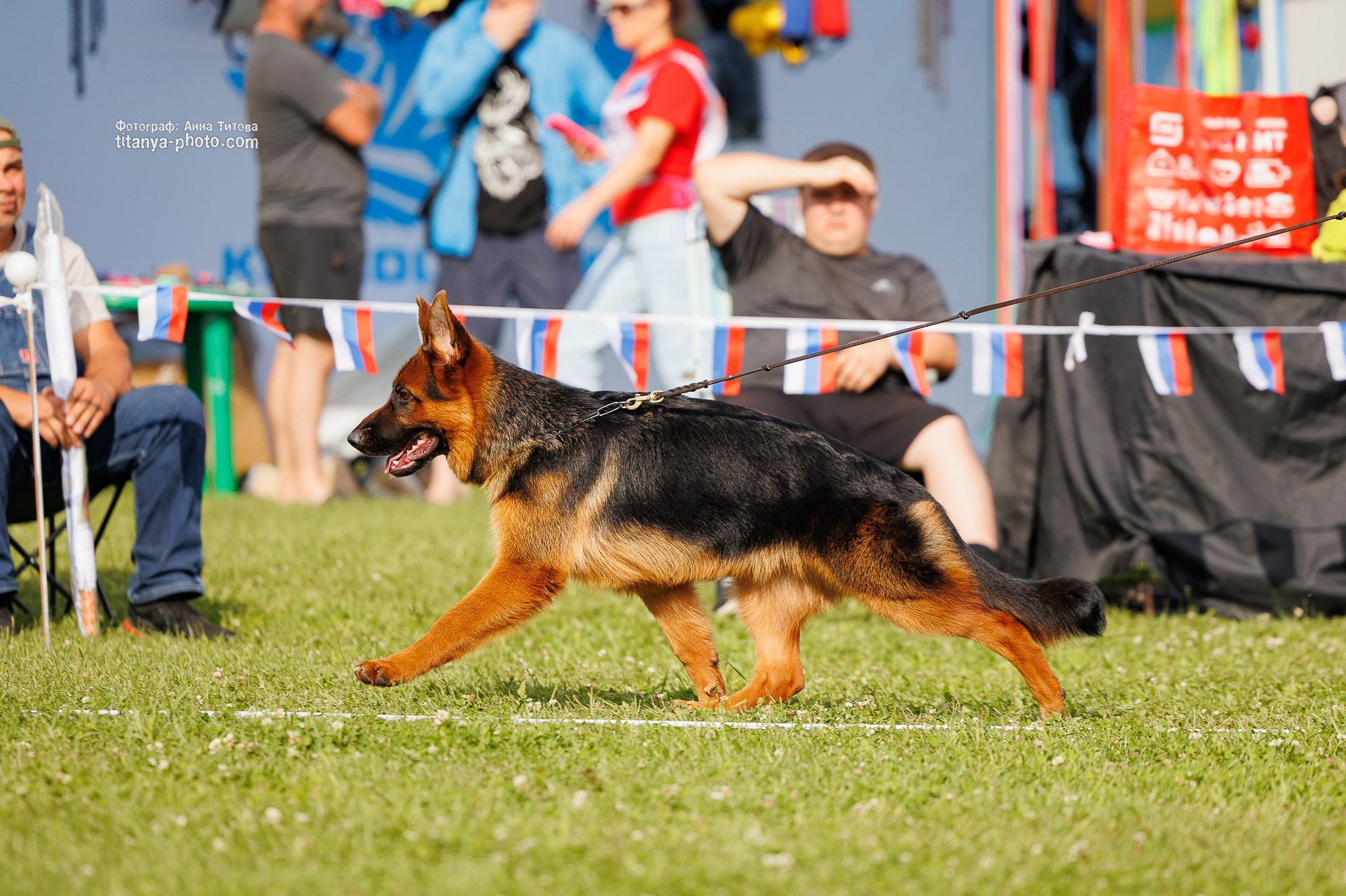 Немецкие овчарки: фото из рингов и вне ринга, мутпроба (фотографии с выставок). Фотограф собак, фотограф-анималист Аня Титова (Titanya). Москва