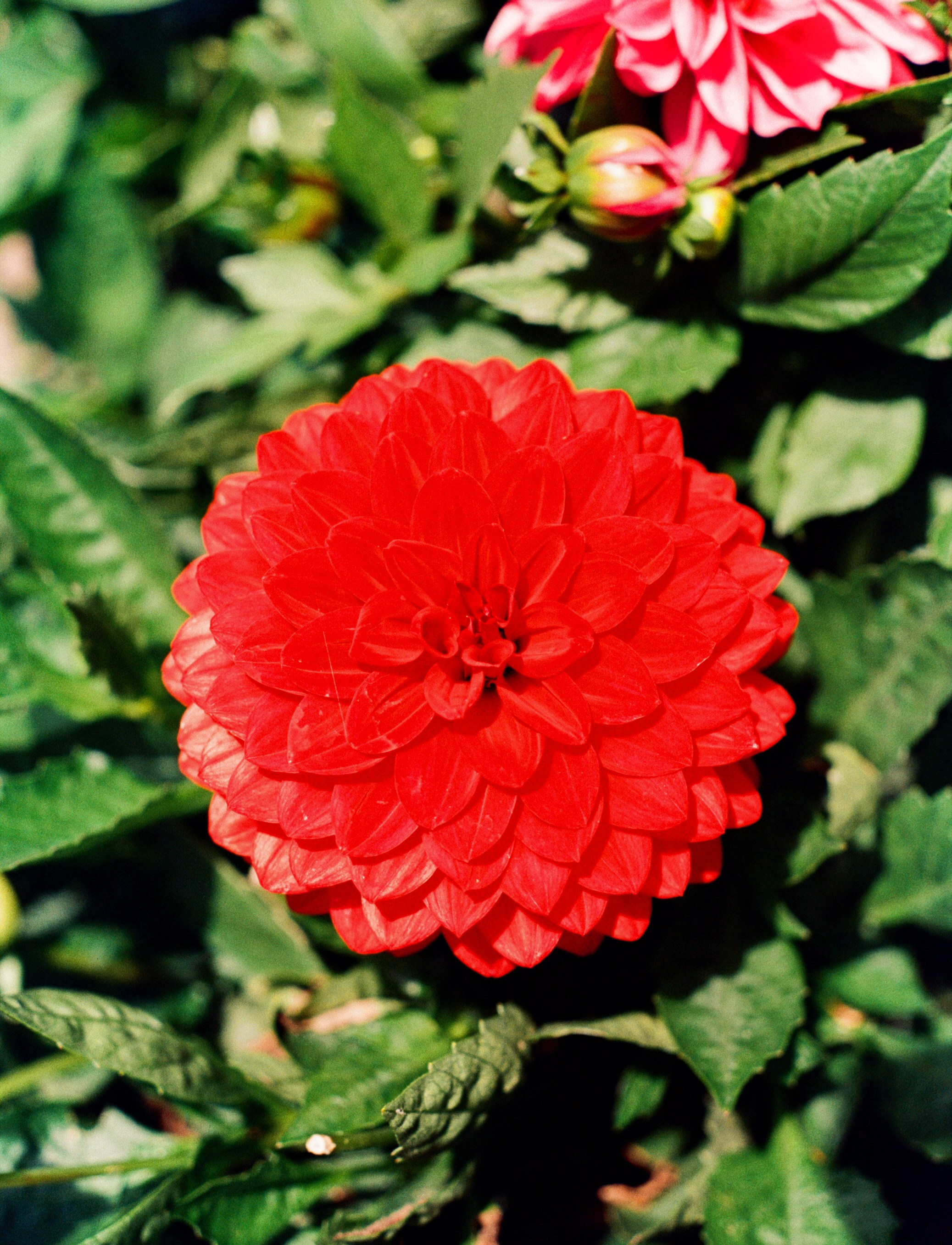 Nikon F100 примеры фотографий