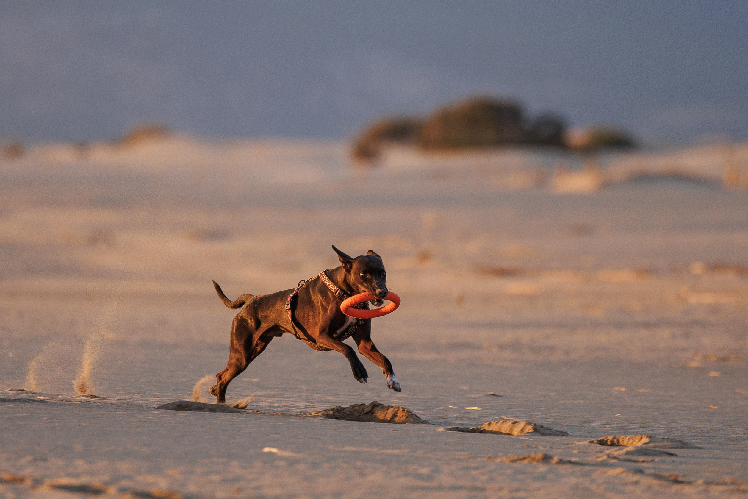 Финик. Фотограф анималист в Казани Алина Сулейманова. Фотограф животных