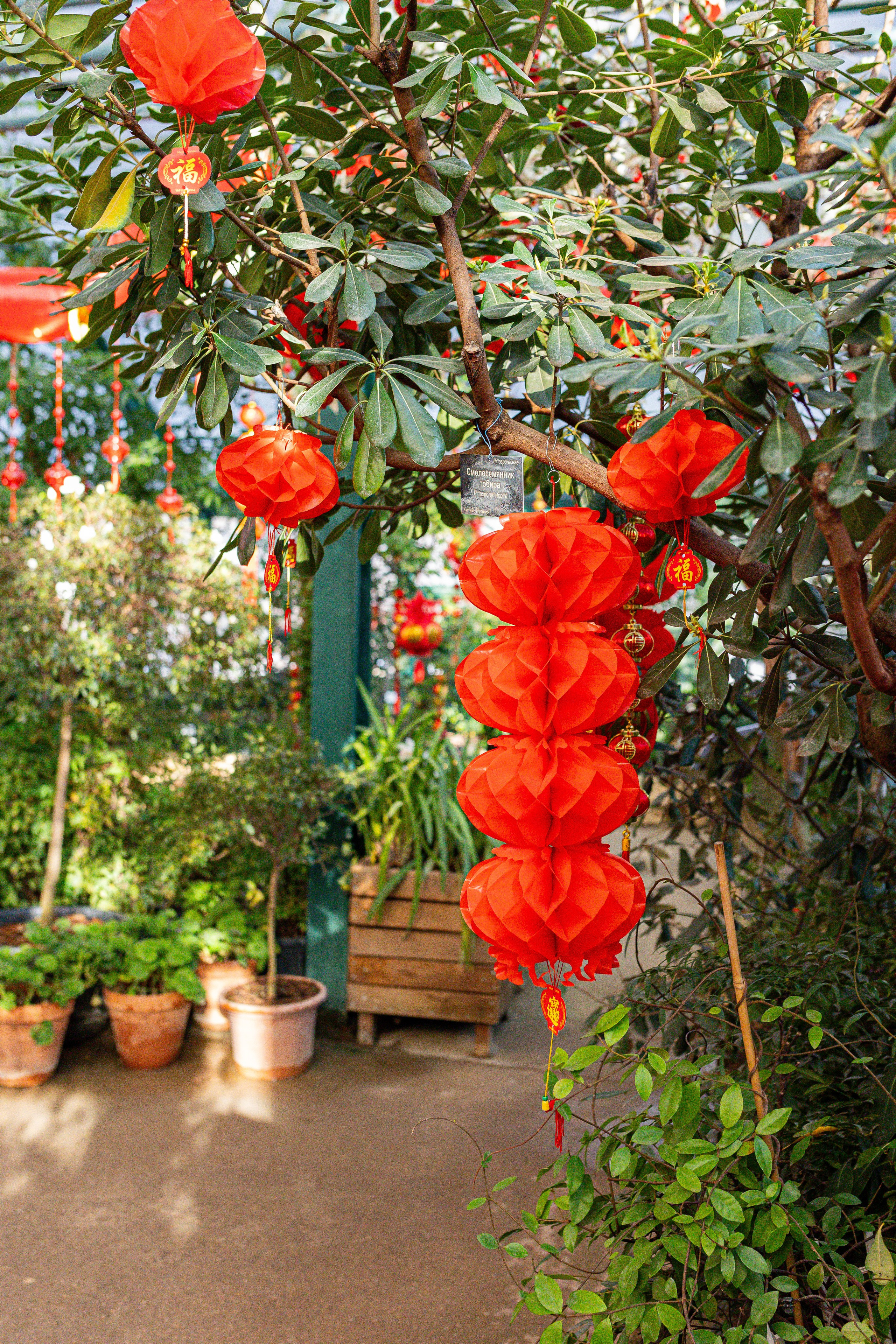 Аптекарский огород МГУ. Китай. Александра Куликова фотограф, Москва