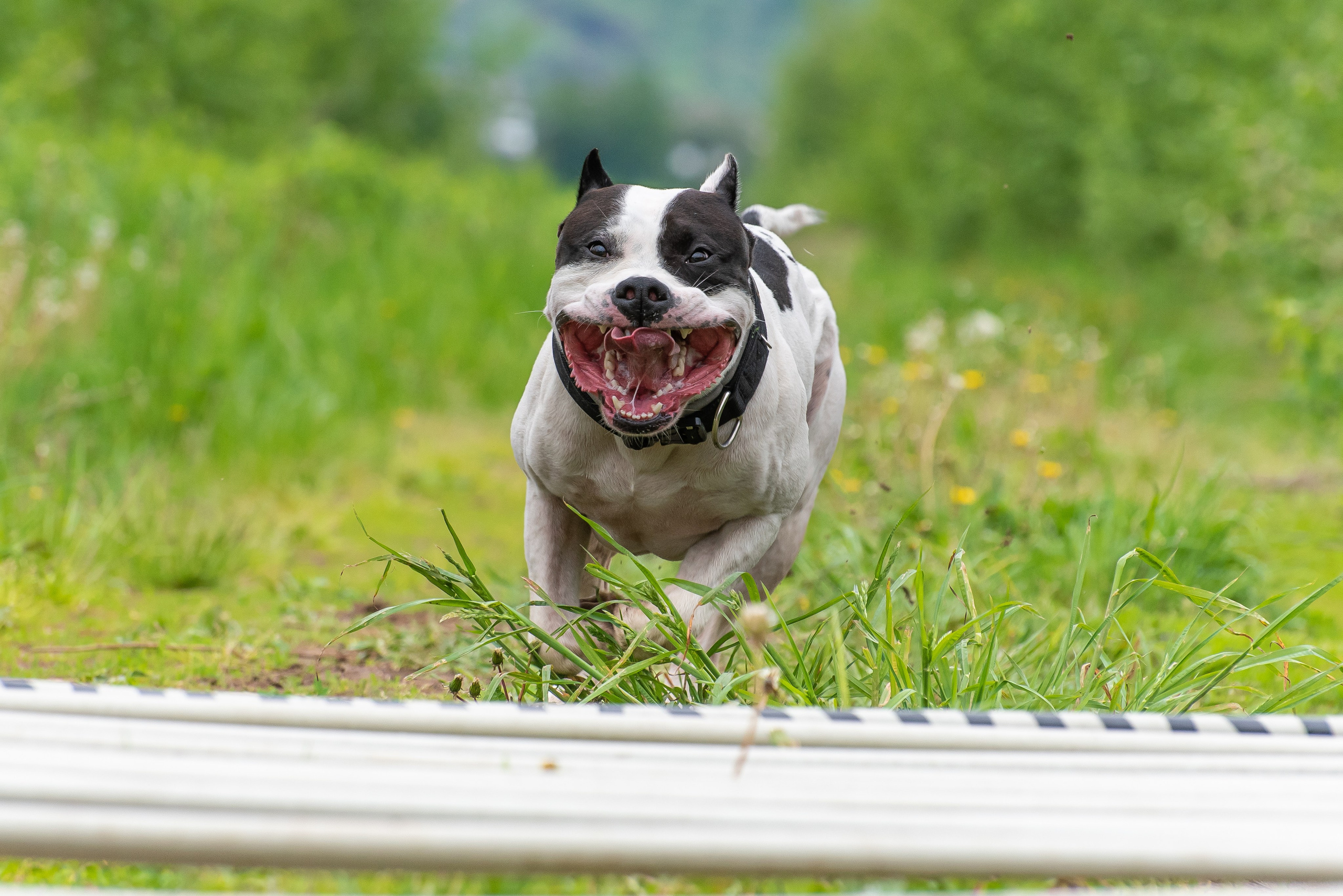 Спортивный фотограф анималист Пит-Стафф многоборье. Фотограф Макс Огурцов в Нижнем Новгороде