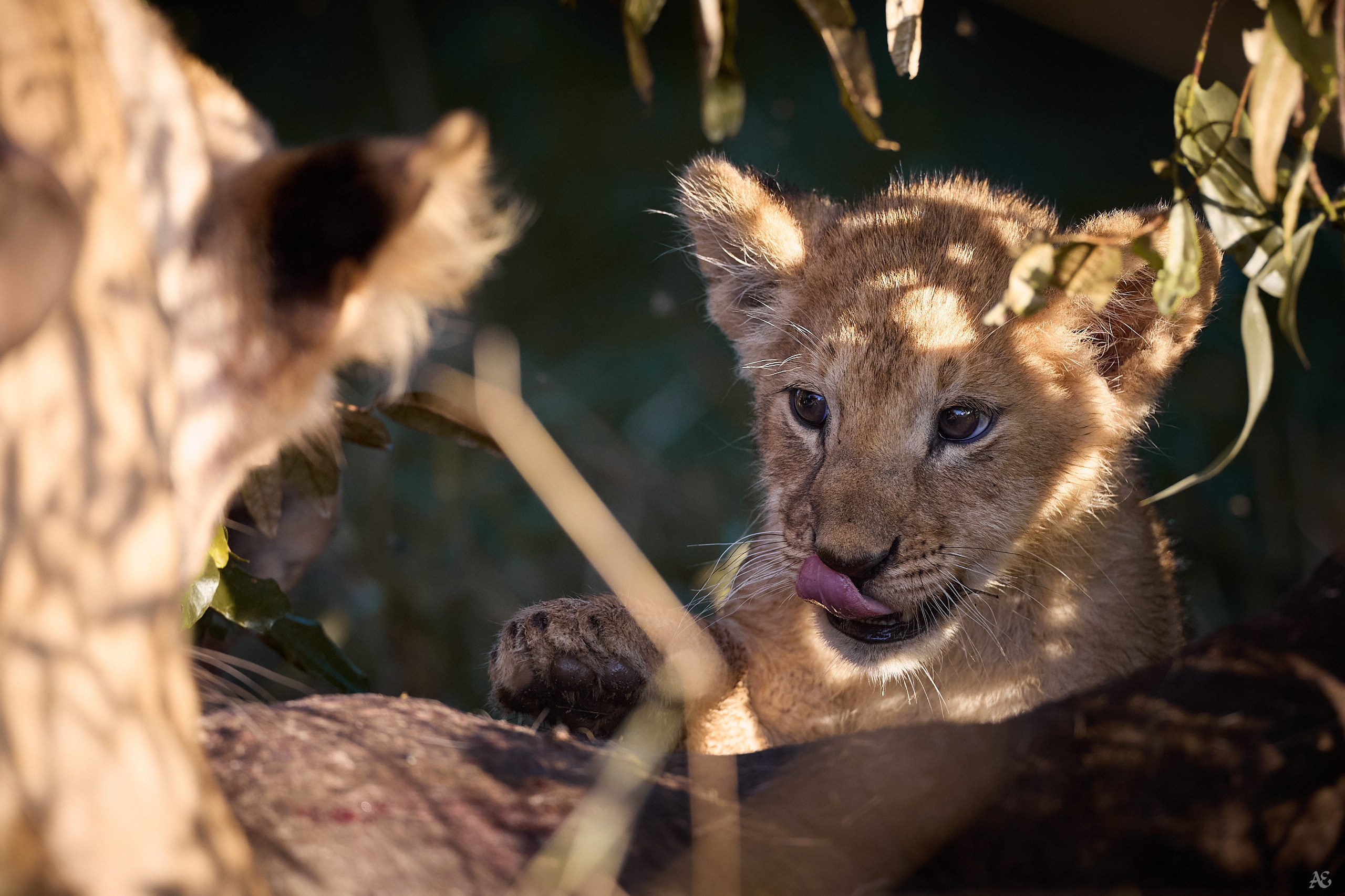 Учимся разделке туши