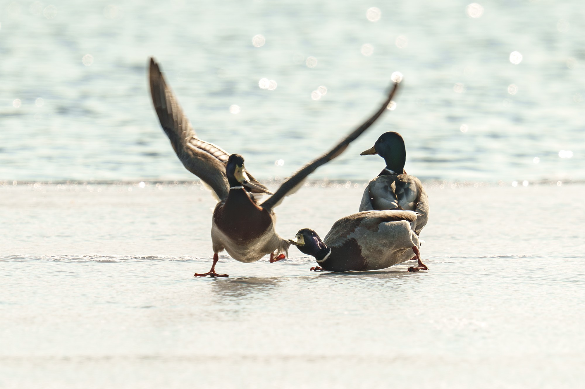 Удивительные мир птиц. Вокруг нас столько прекрасного — присмотритесь!. Ваш личный фотограф Марина Волкова