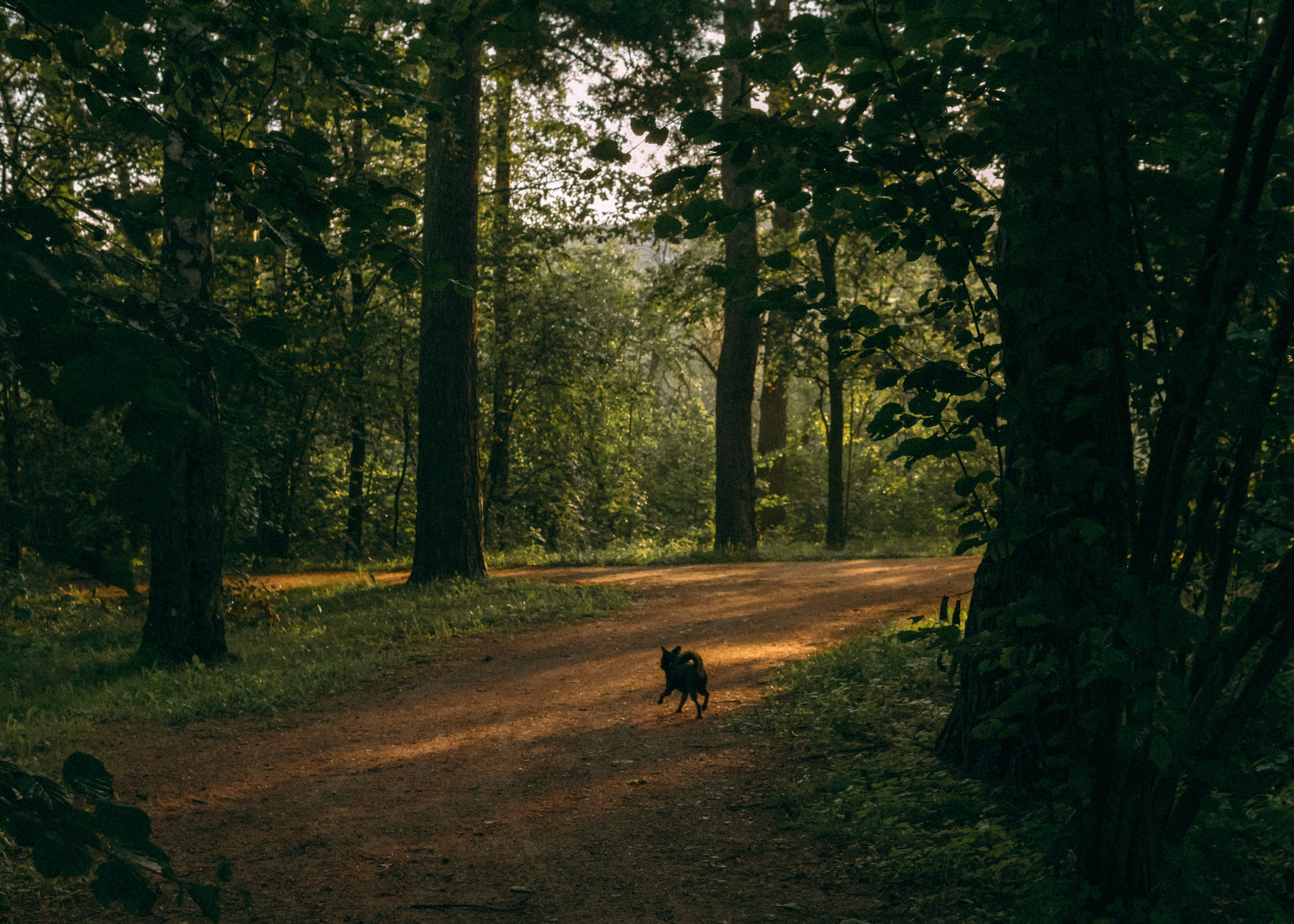 Оксана, Кирилл и Кеша. Фотограф-анималист Ксения Воробьева, Москва
