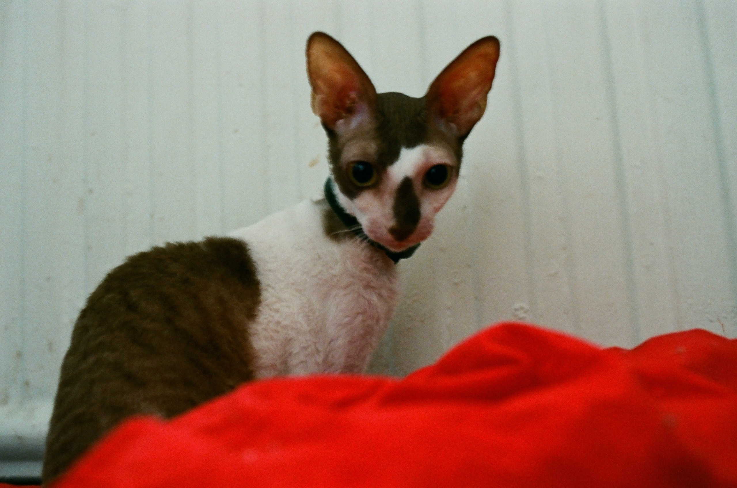 Film. Ruslan UI Dev Page