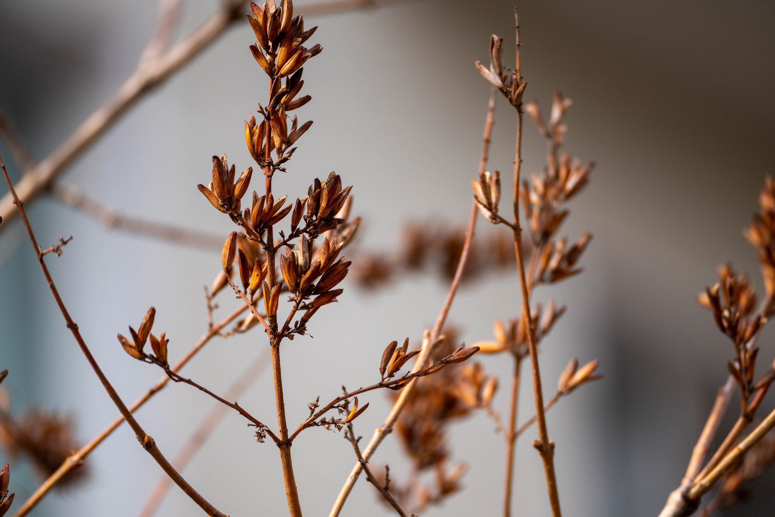 Другие работы. Фуд-фотограф в Кирове Антон Андреев