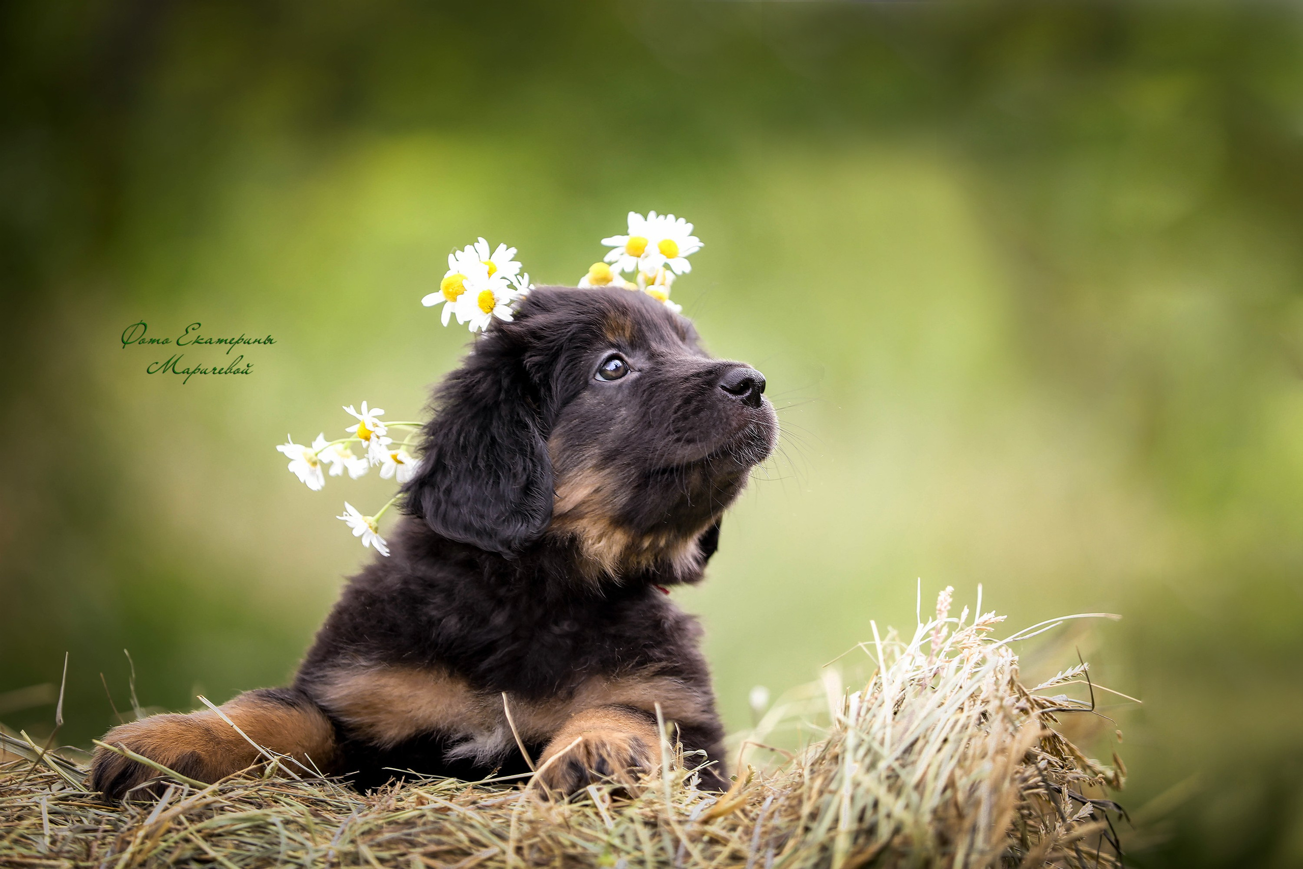 Выездная съёмка с естественным светом. Фотограф-анималист в Омске Екатерина Маричева