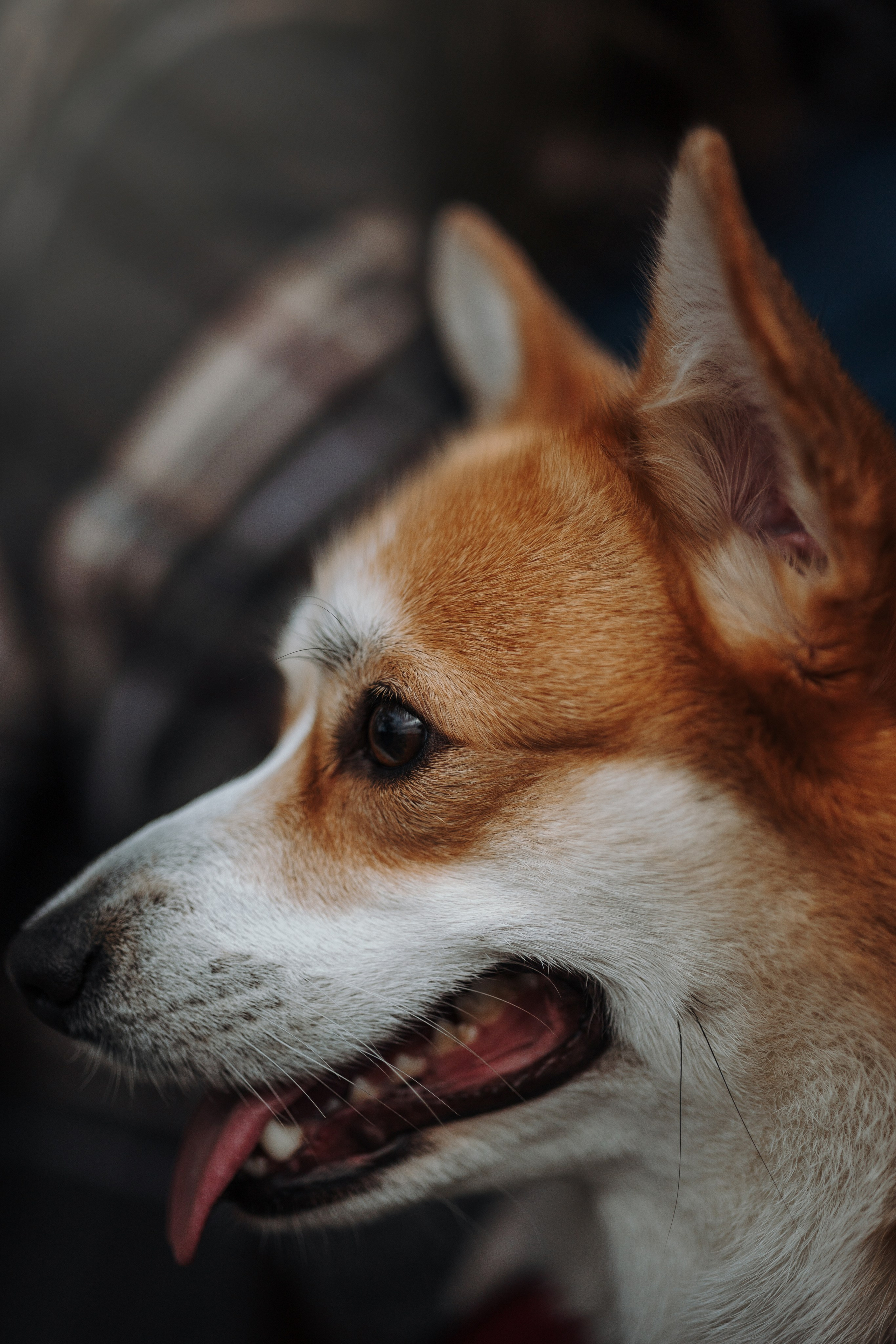 Юля и Терри. Фотограф — Анималист | Санкт-Петербург