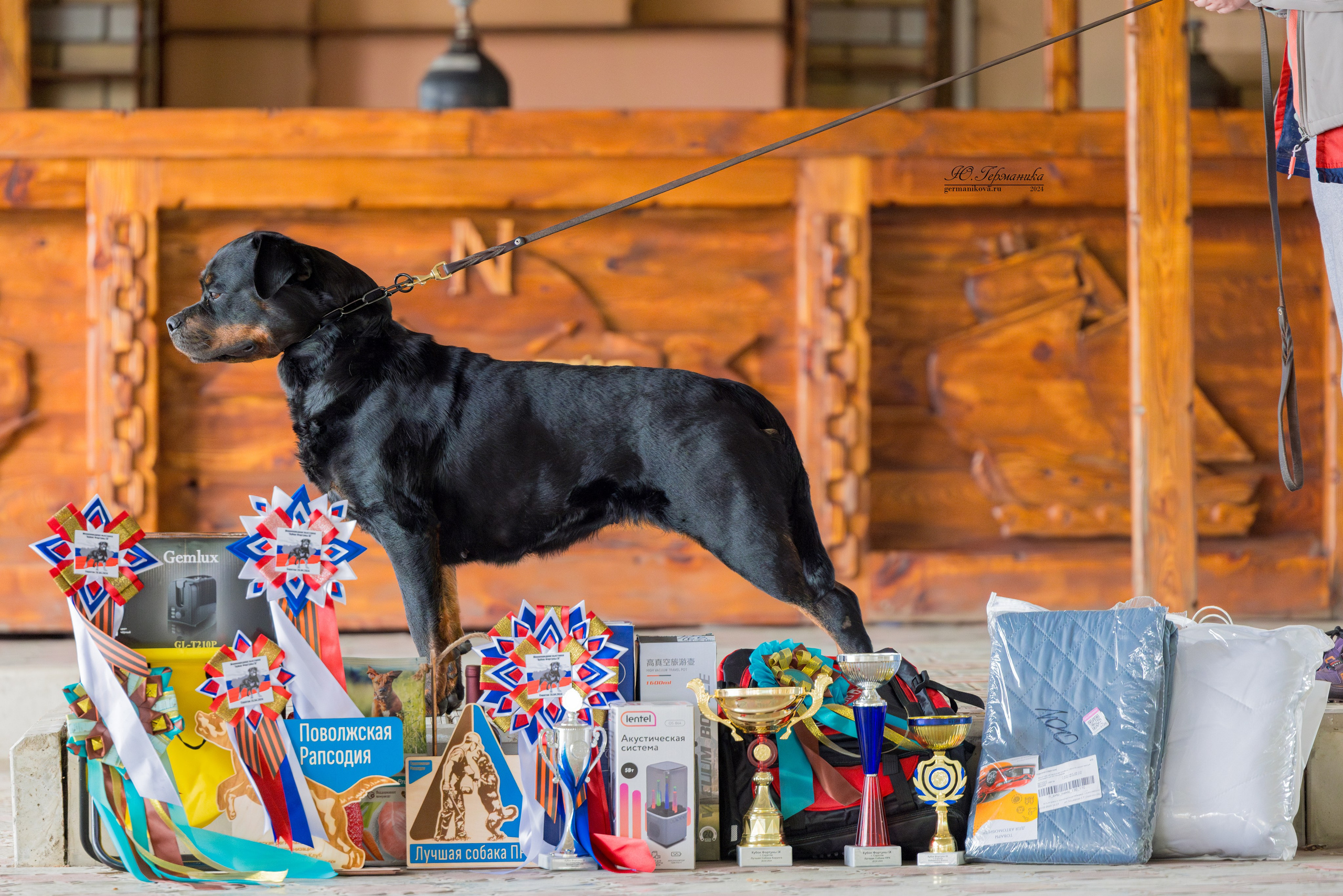 Саратов 2 х моно ротвейлеров 28-29.04.2024. Фотограф-анималист Юлия Германика