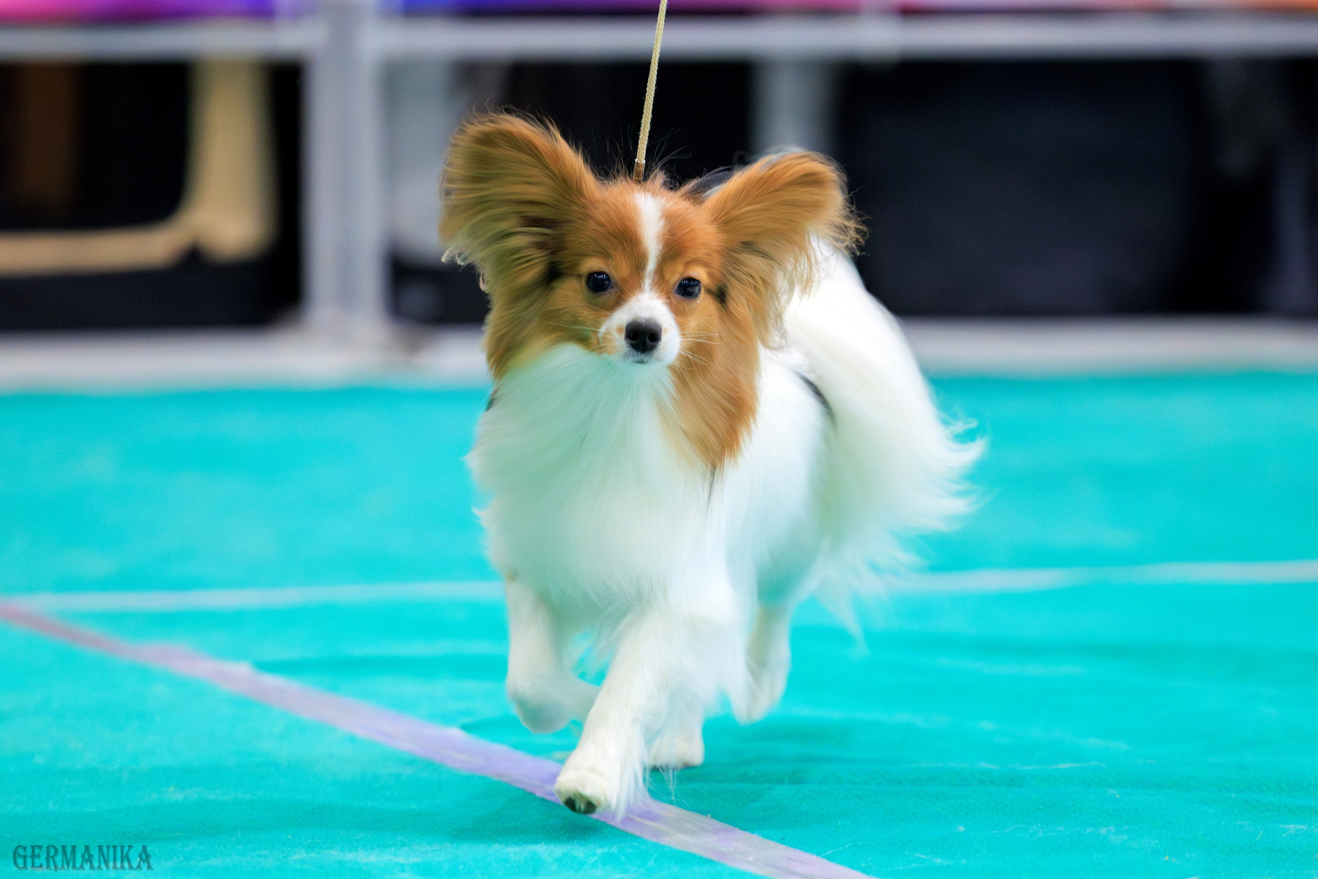 Минск 24-25.02.2024. Фотограф-анималист Юлия Германика