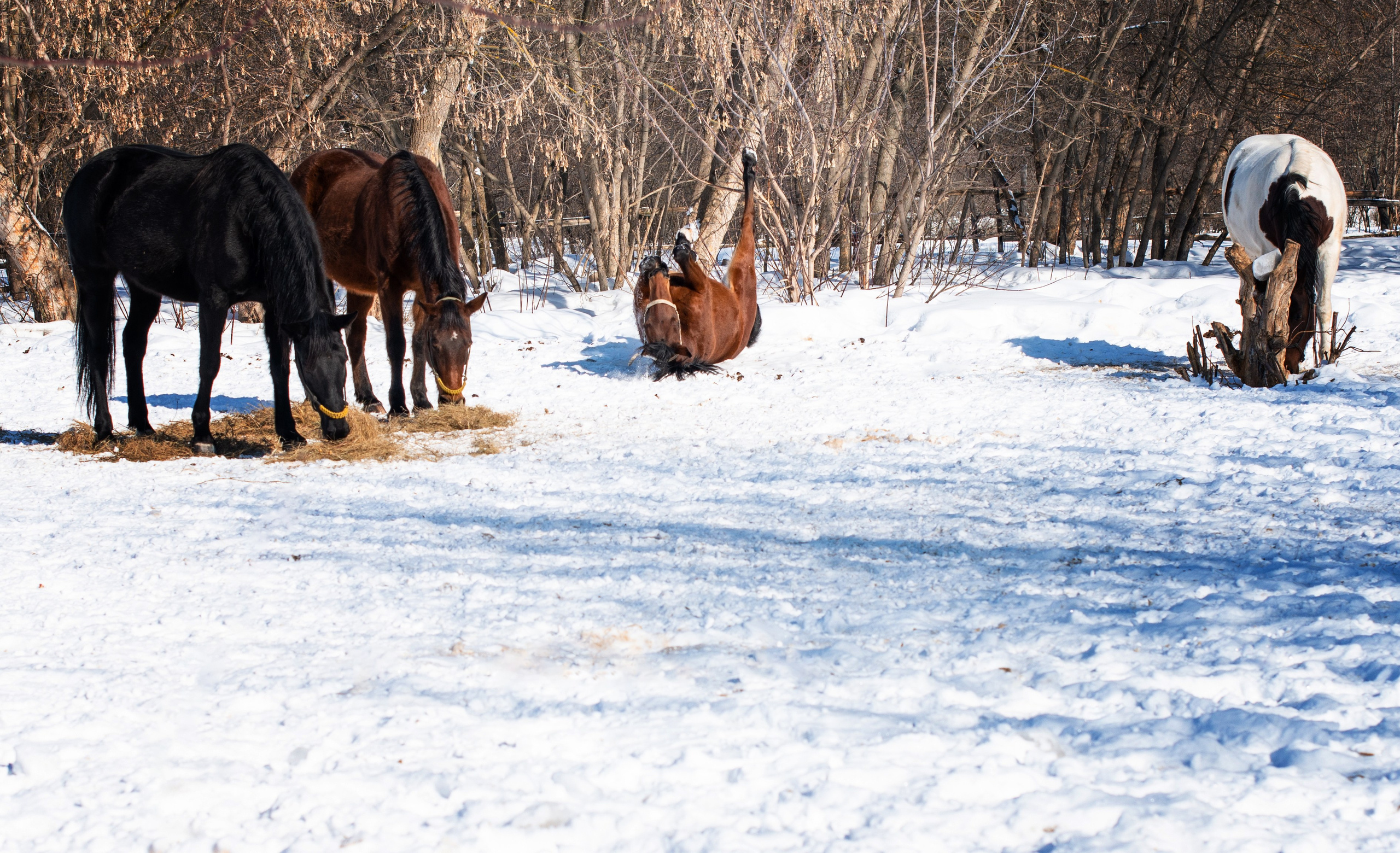 Масленичные гулянья в Боковке. Конный фотограф в Саратове Юлия Иванова