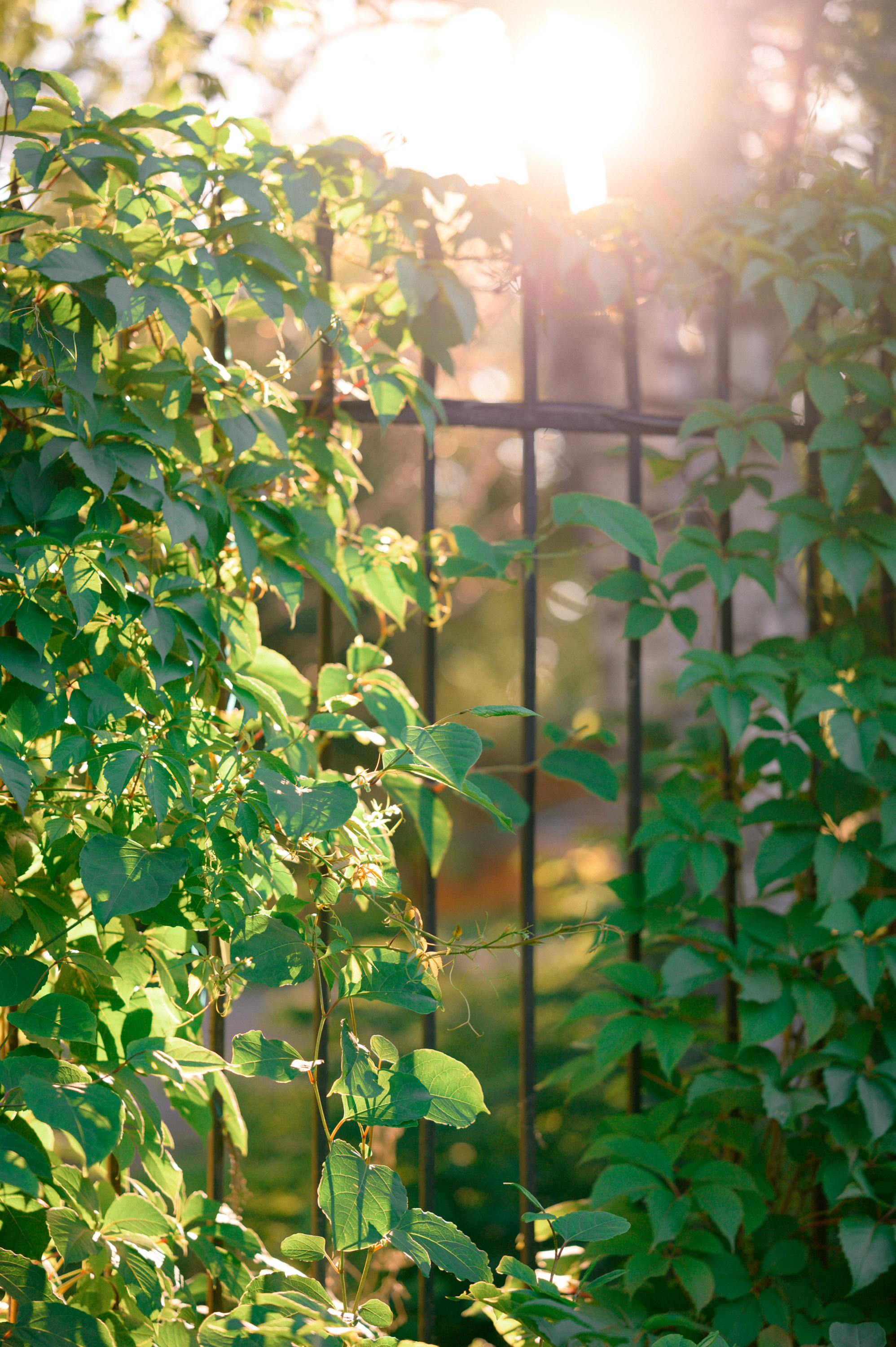 ДИМА И КАТЯ. Свадебный и семейный фотограф Никита Корохов