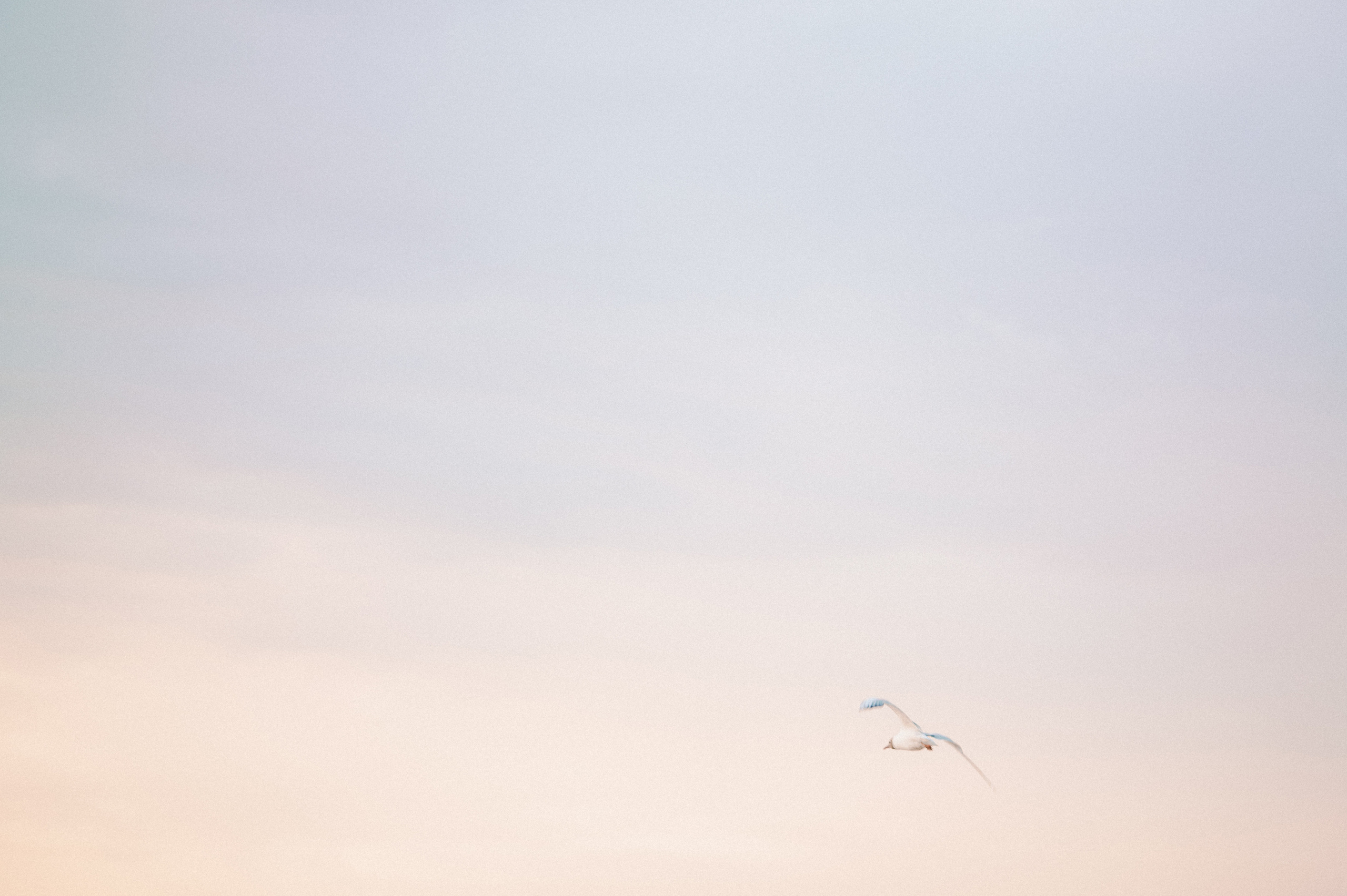 KIBUS. Свадебный и семейный фотограф Никита Корохов