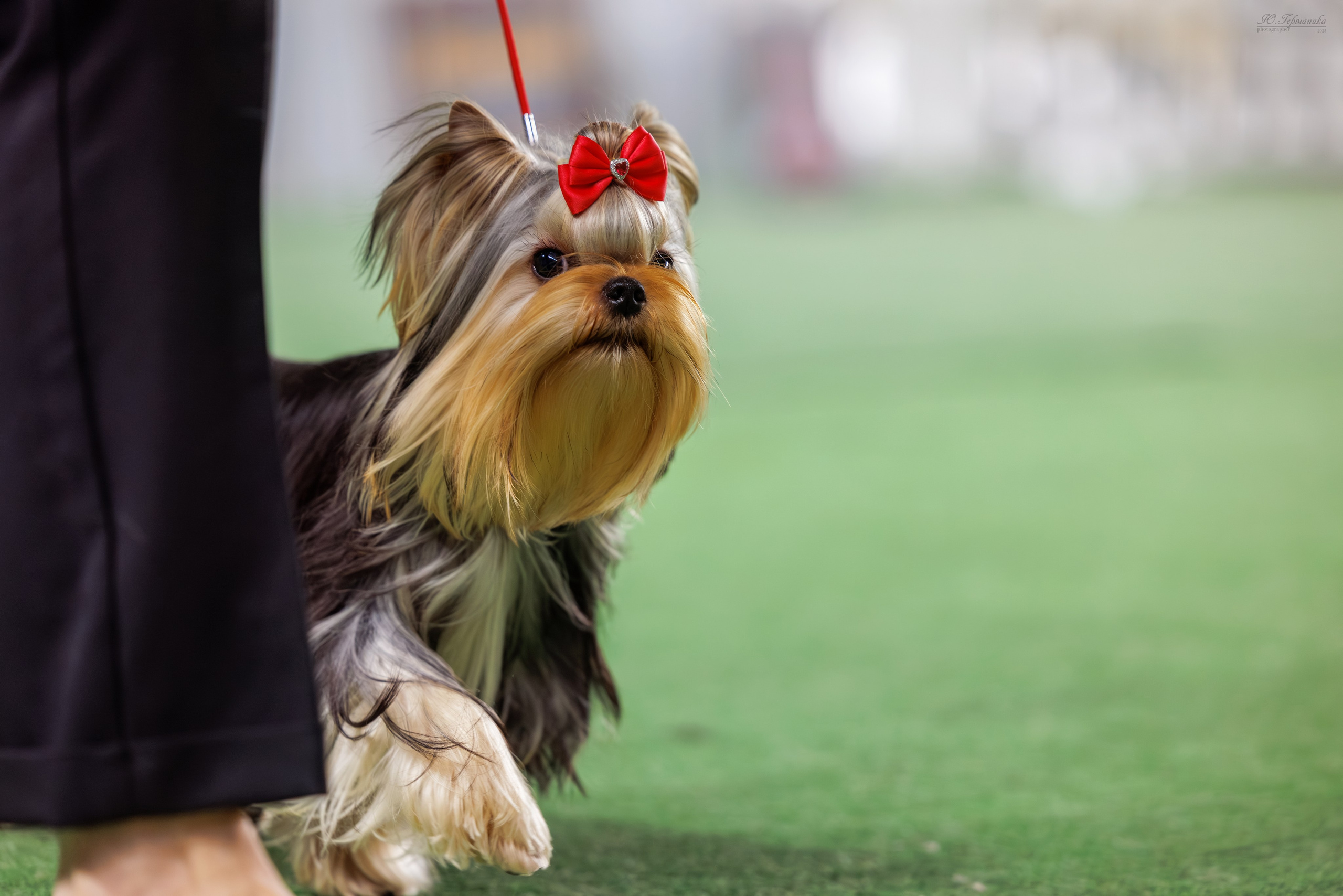 Телави 11-12.10.2025. Фотограф-анималист Юлия Германика