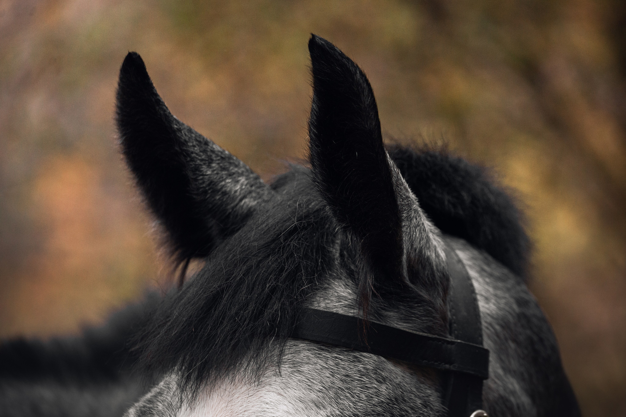 Аня и Джози. Фотограф-анималист Татьяна Степанова