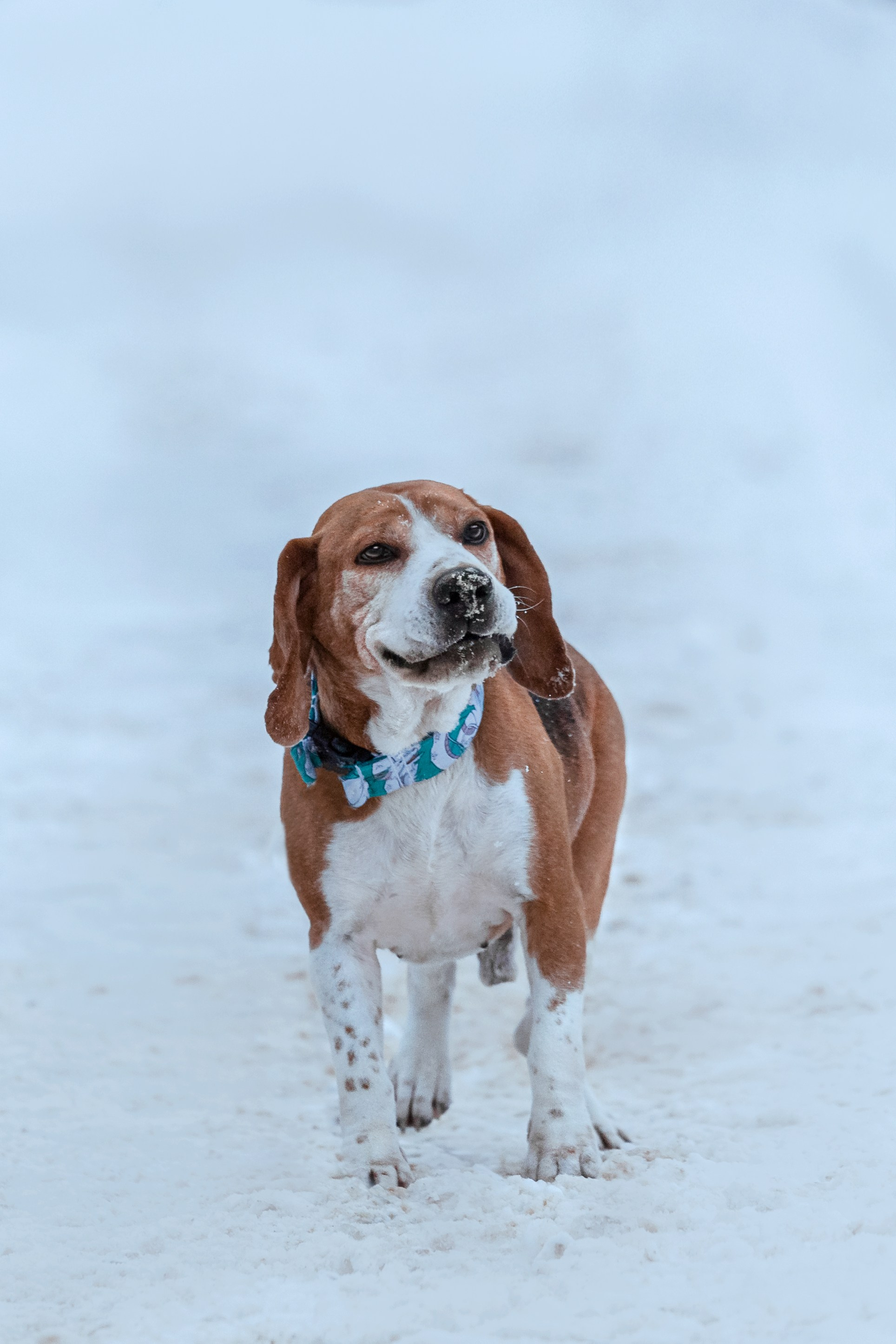 Дом для Биглей 2023. Фотограф-анималист Татьяна Степанова