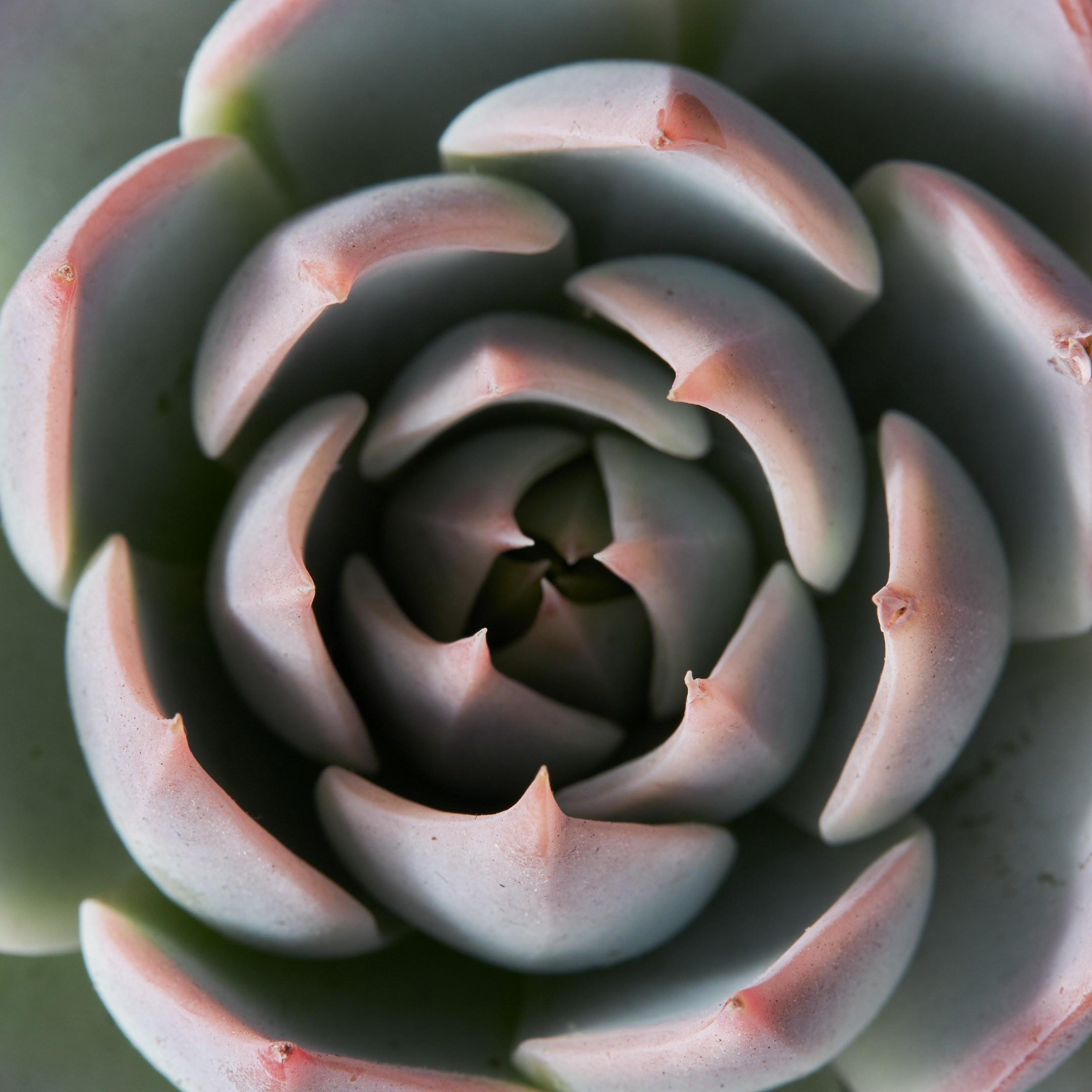 Decorative succulent topview - photographer Andrey Dunin