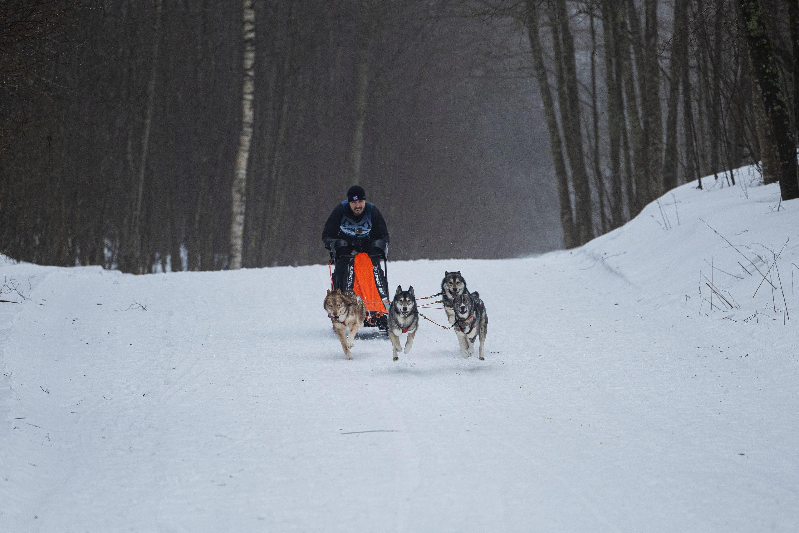 Зимний Чемпионат Санкт-Петербурга по ездовому спорту. Фотограф-анималист Анна Маринич