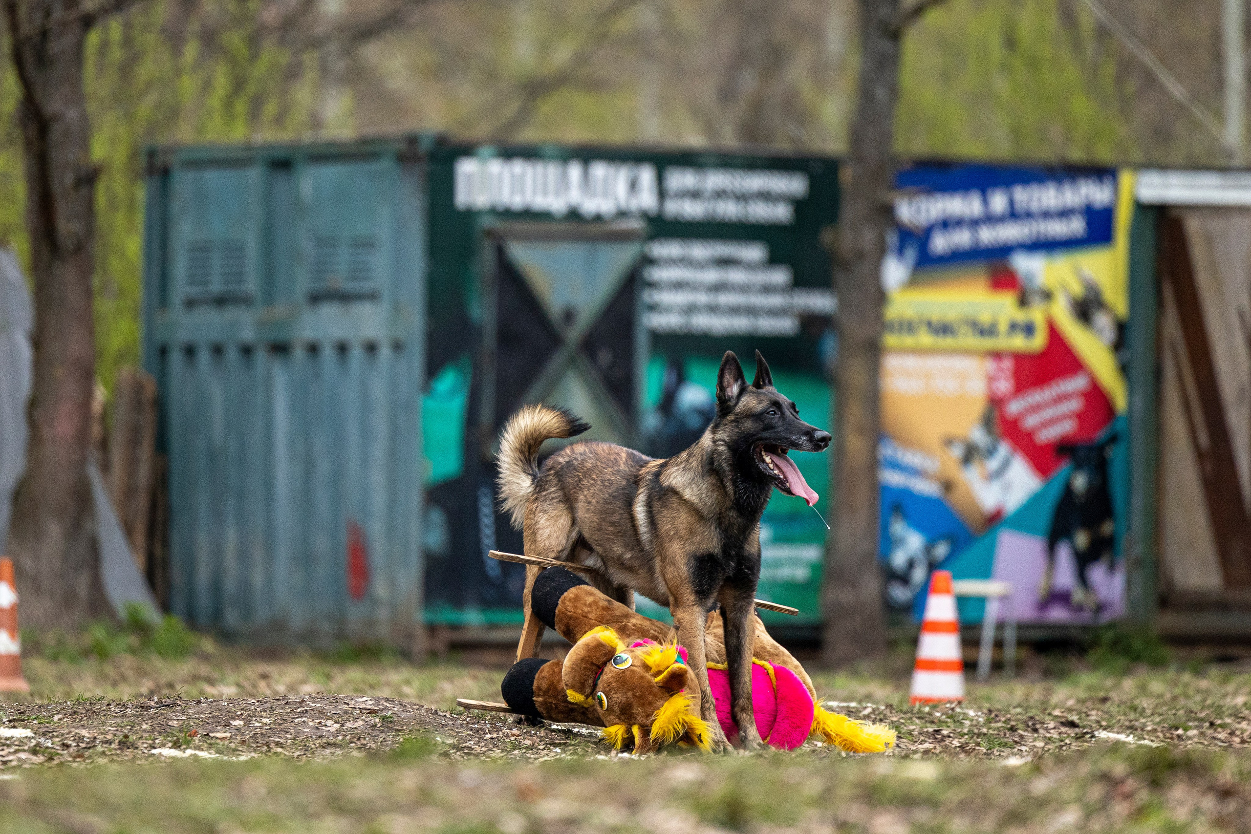 Квалификационные состязания по мондьорингу г. Вологда 11.05.24. Фотограф-анималист Анна Маринич