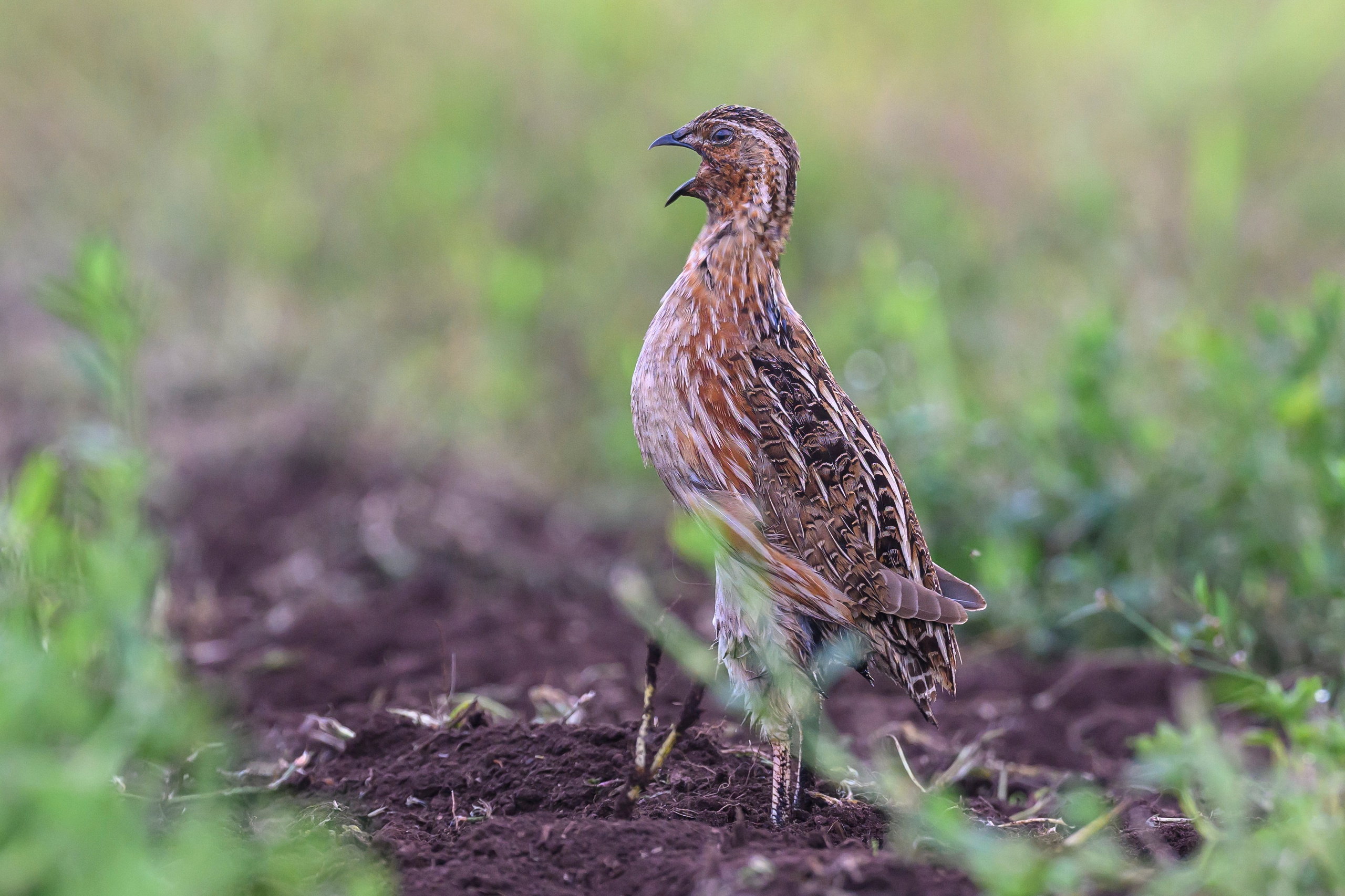 Перепел. Wildlife photography by Sergey Puponin