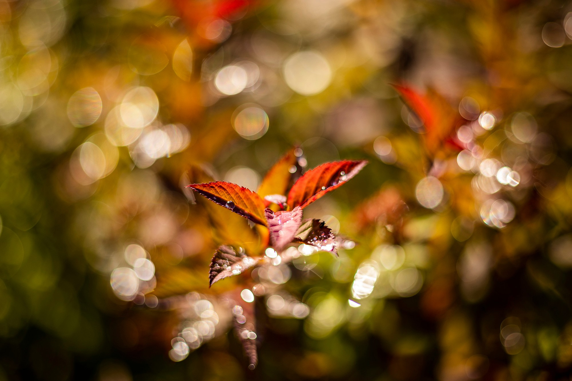 Цветочки-лепесточки. Фотография — это воспоминания…