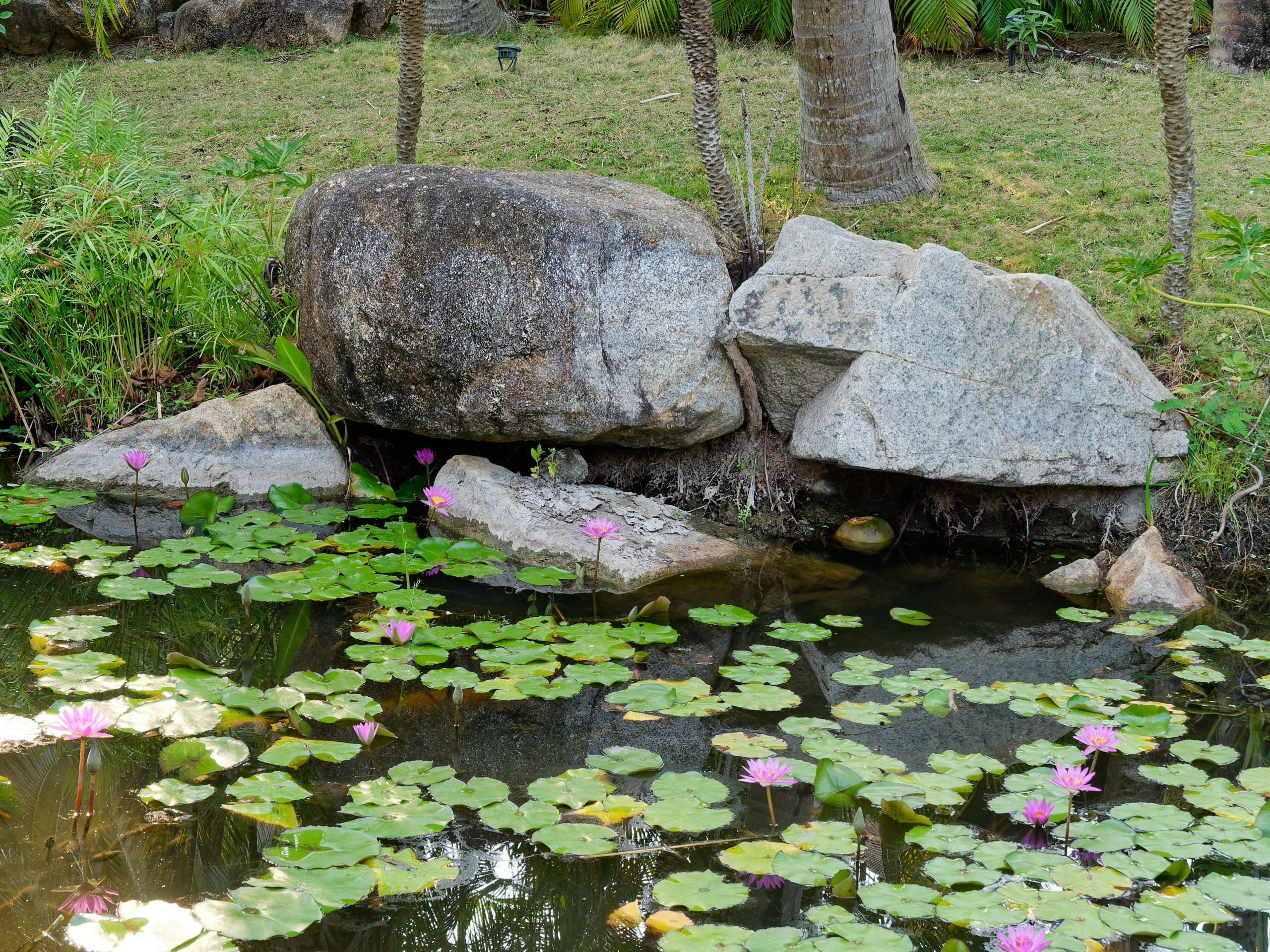 Хайнань 2026, флора, цветы и деревья. Фотопрогулки по Миру