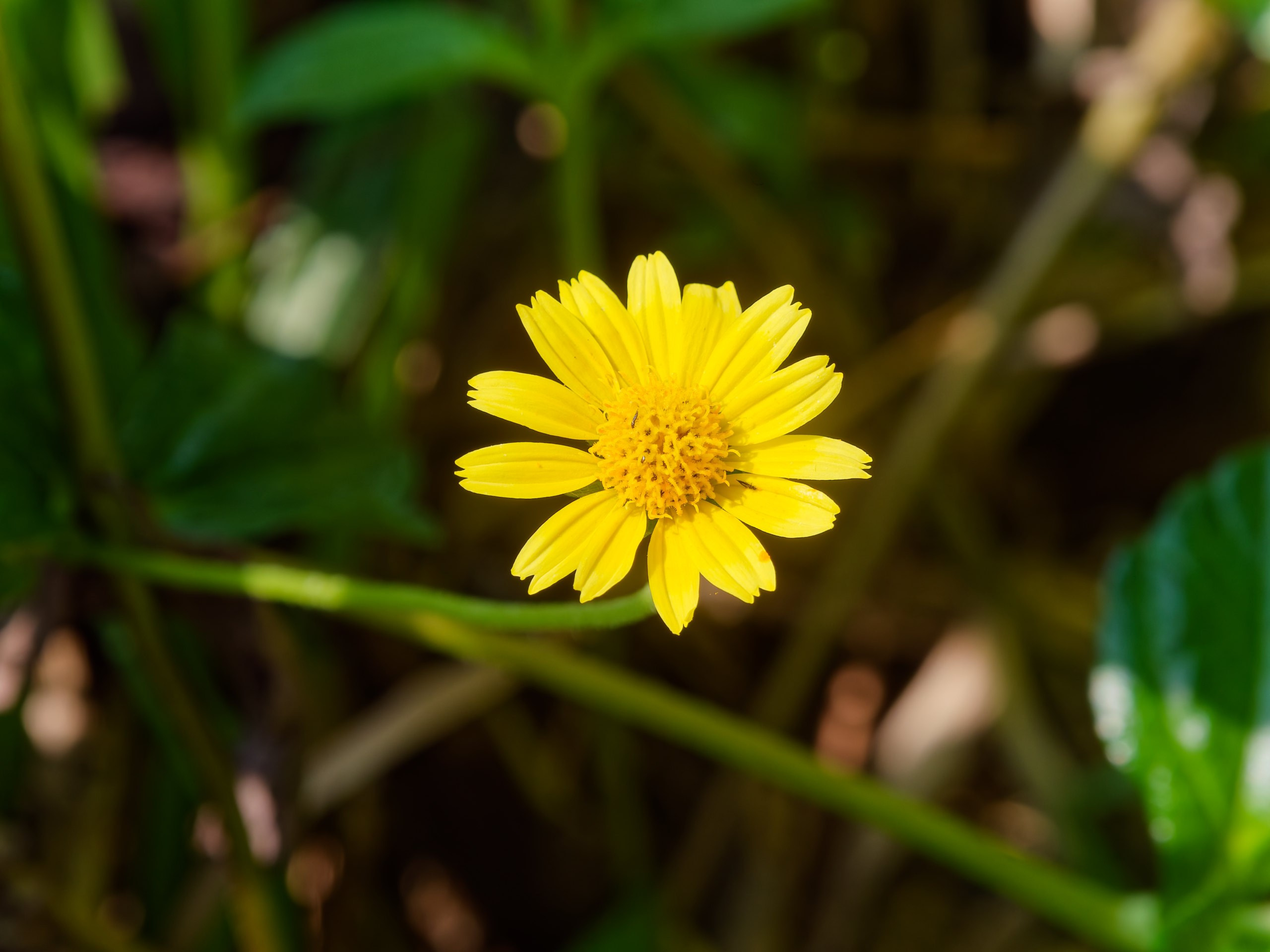 Хайнань 2026, флора, цветы и деревья. Фотопрогулки по Миру
