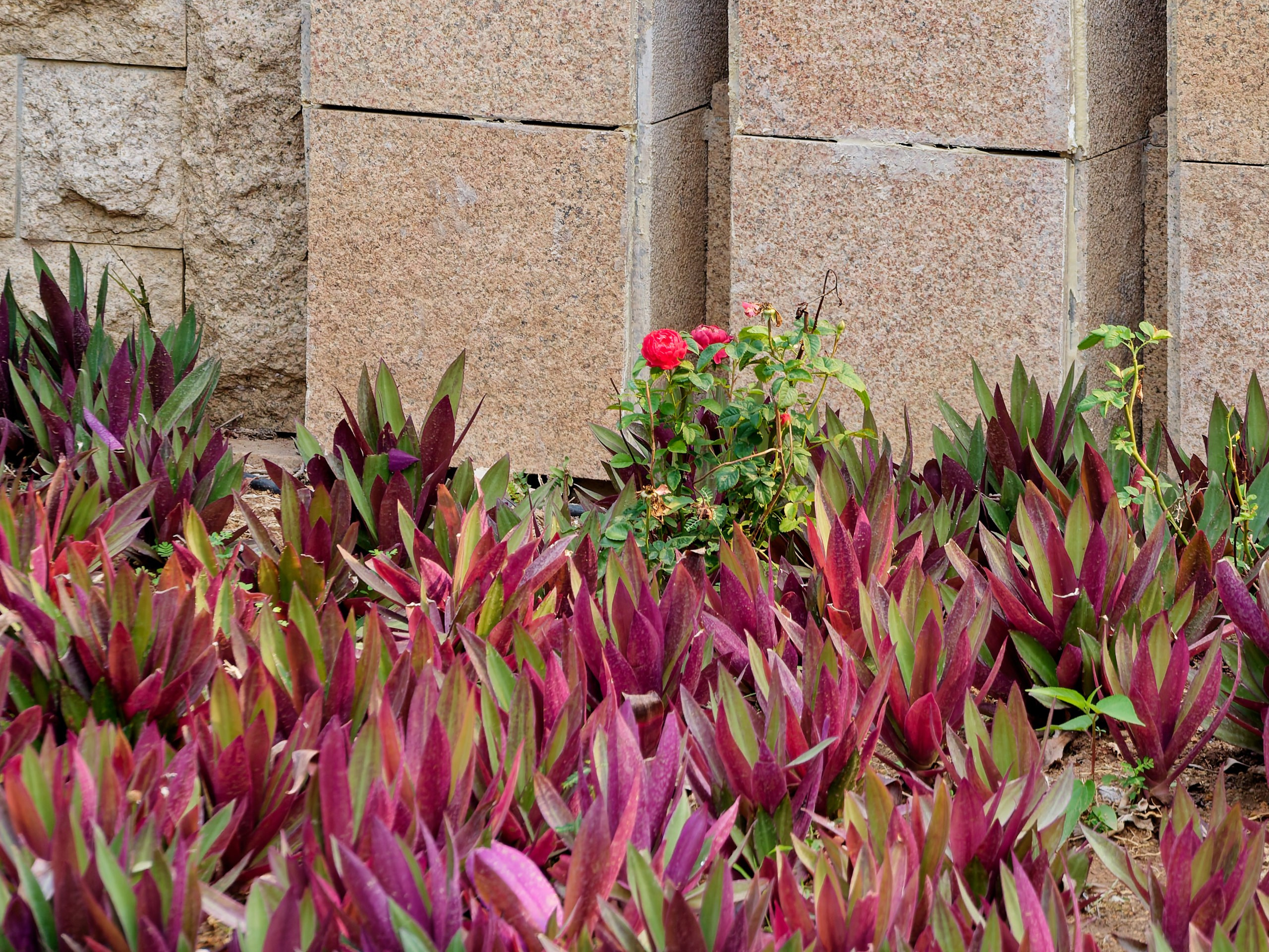 Хайнань 2026, флора, цветы и деревья. Фотопрогулки по Миру