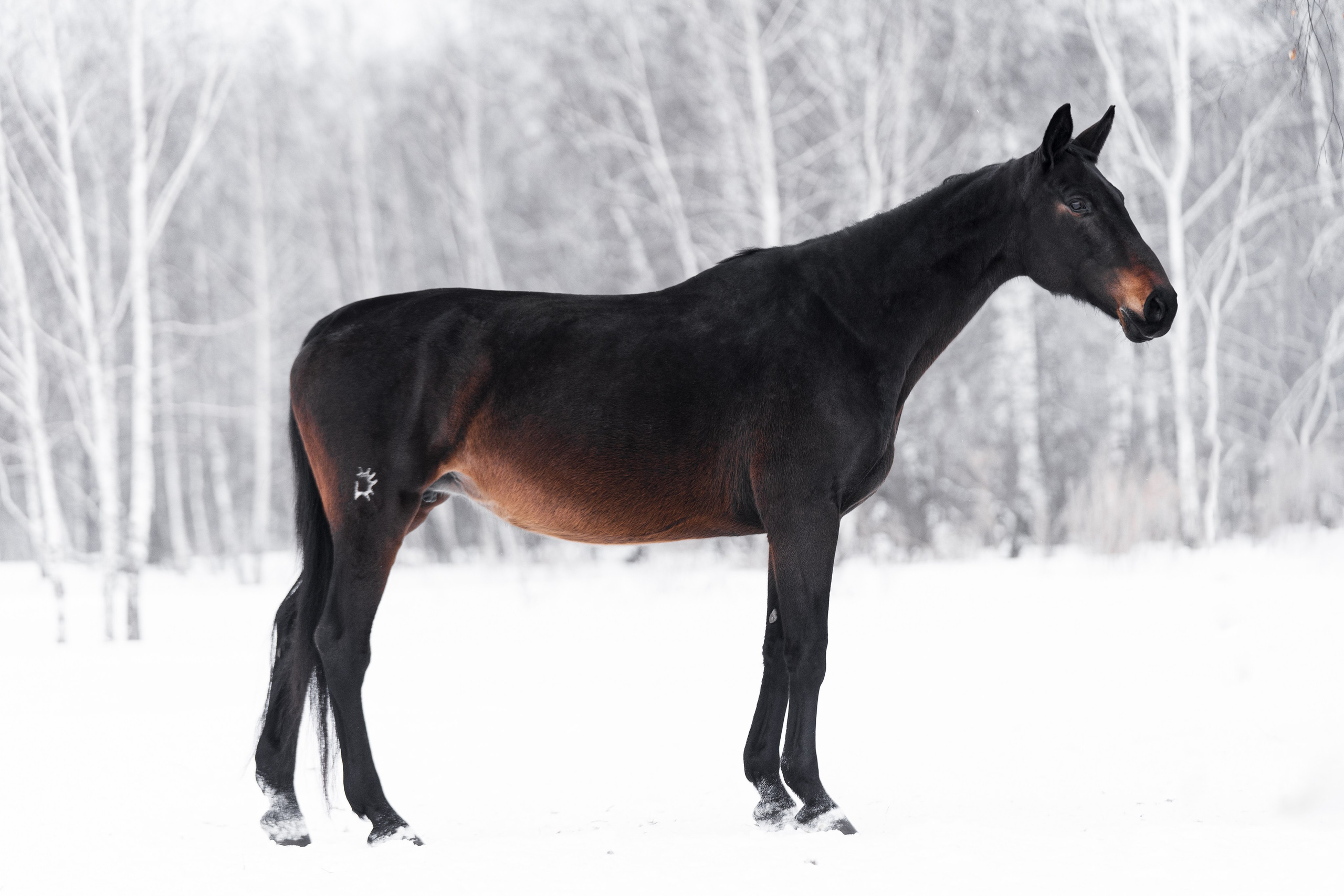 Хронистка. Главная