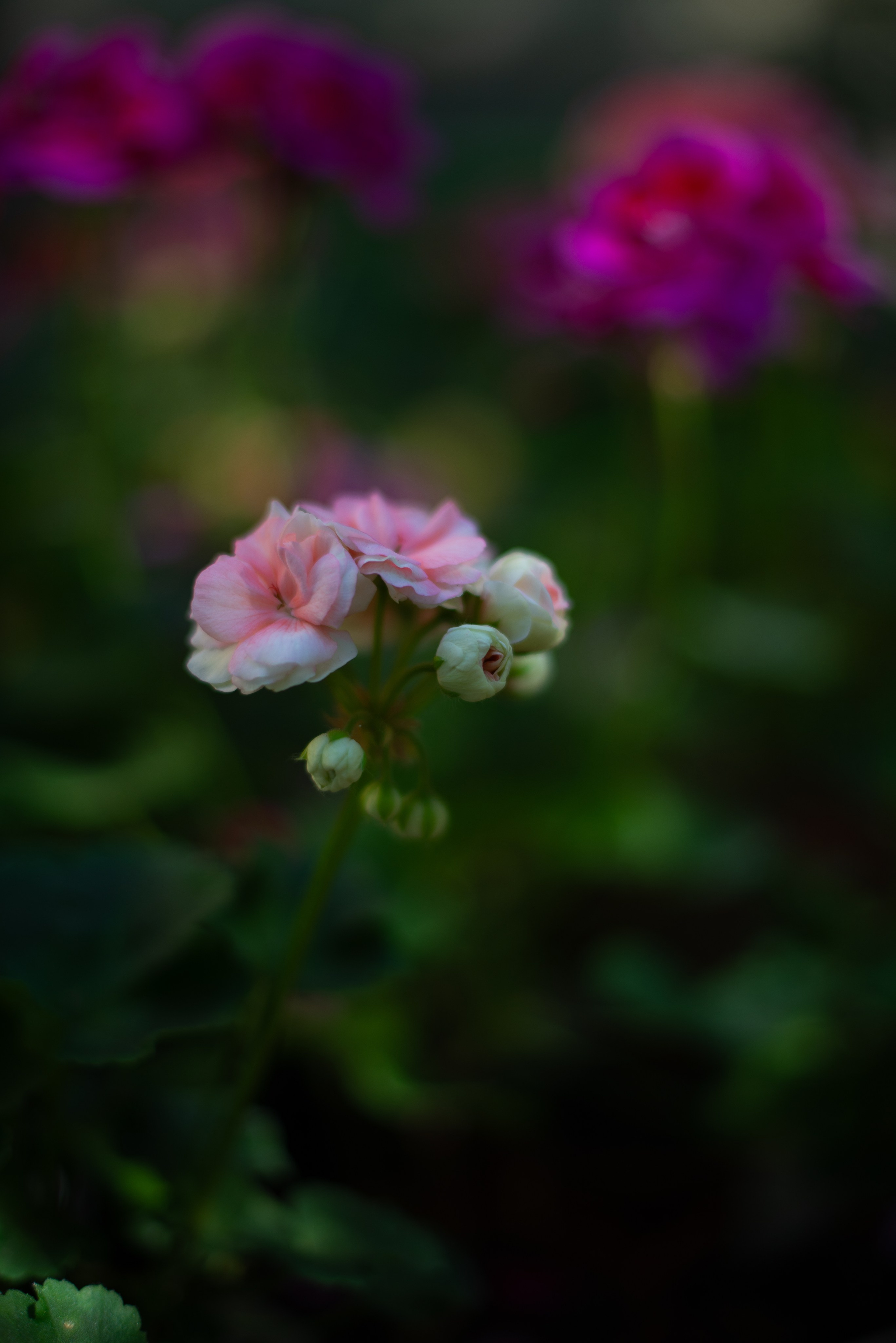 Цветы сада МГУ. Victoria Radjevna Репортажный Фотограф — Видеограф Москва • Санкт-Петербург