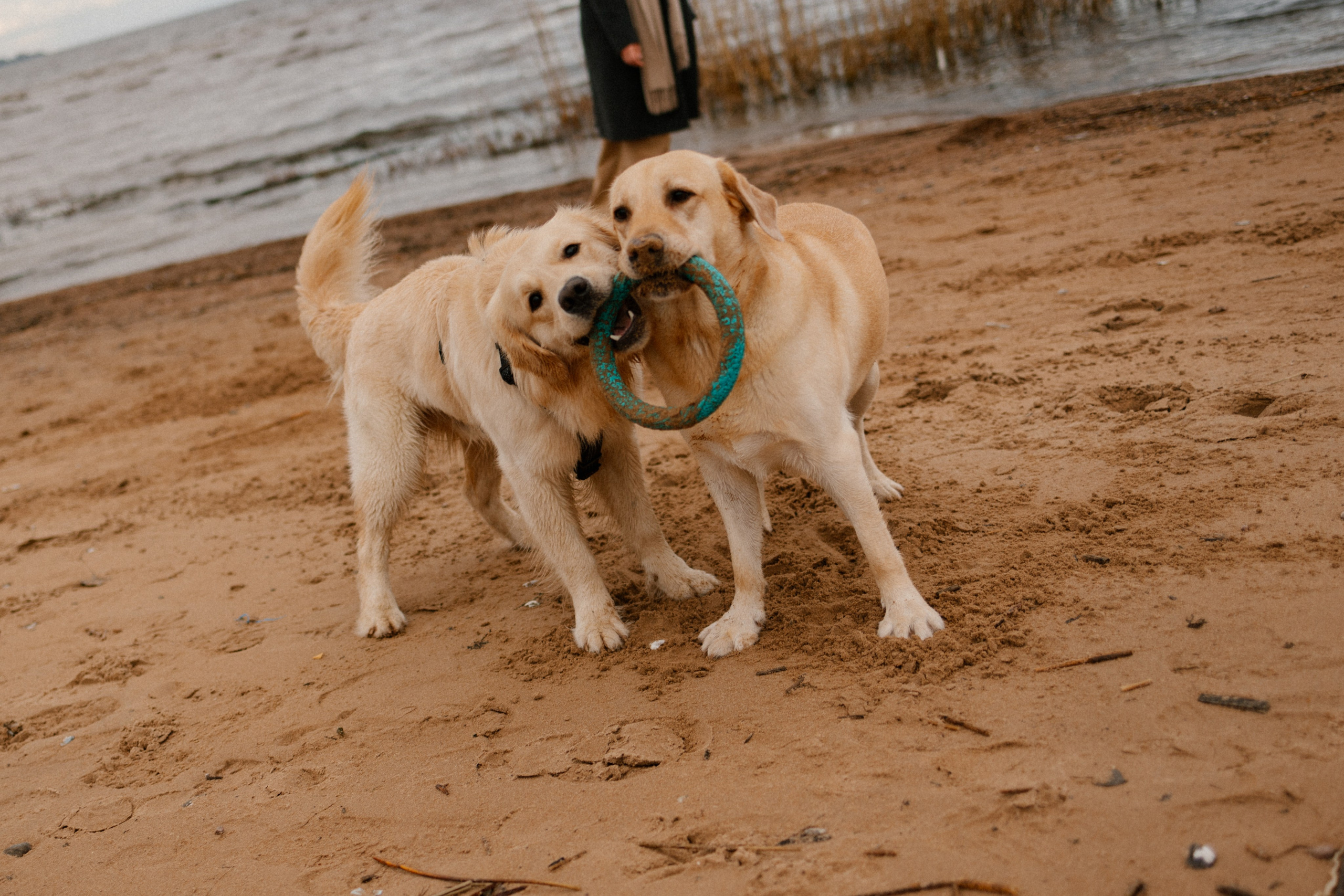 Ирина и Бася. Фотограф — Анималист | Санкт-Петербург