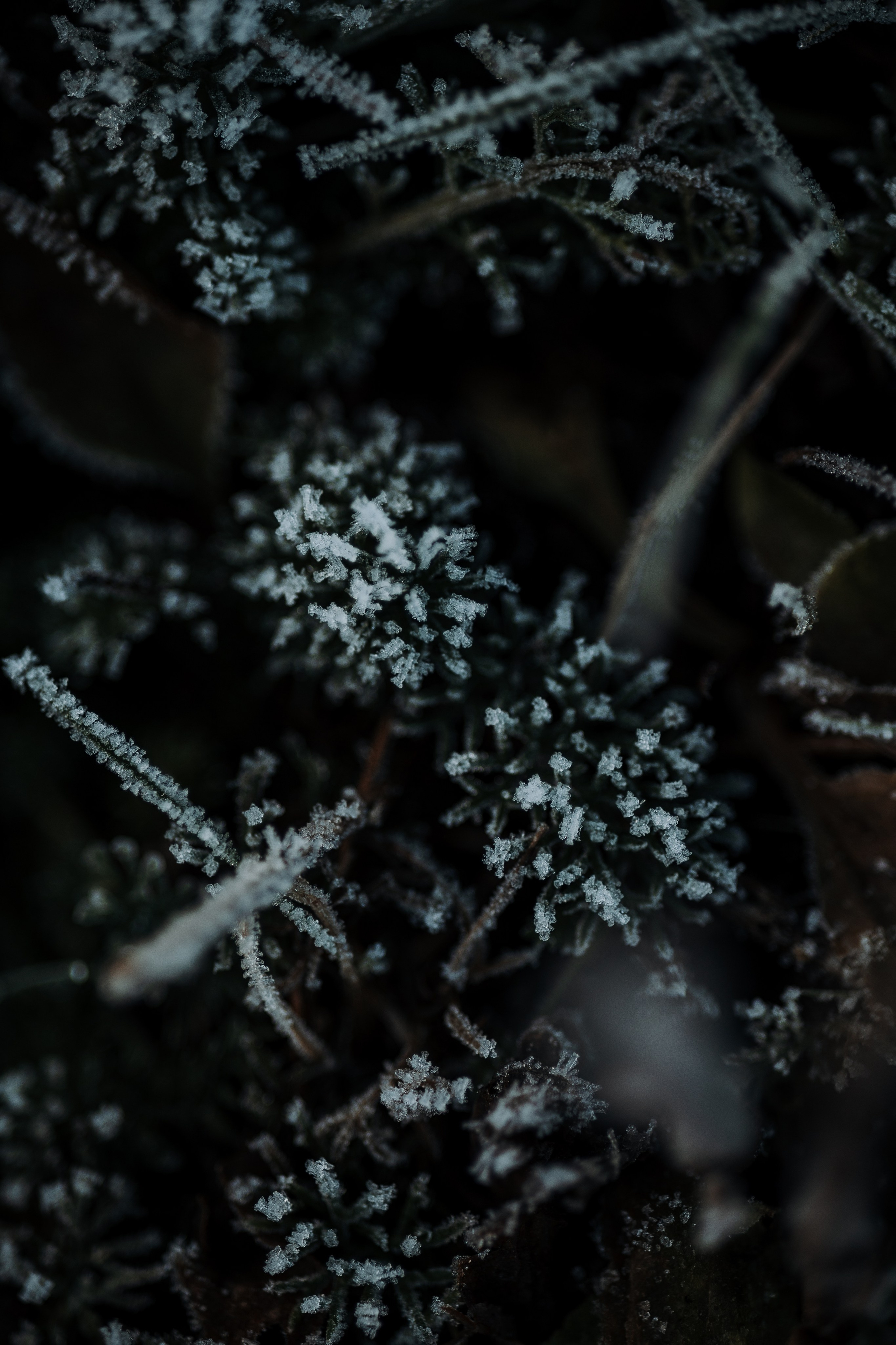 Юля и Джесси. Фотограф — Анималист | Санкт-Петербург