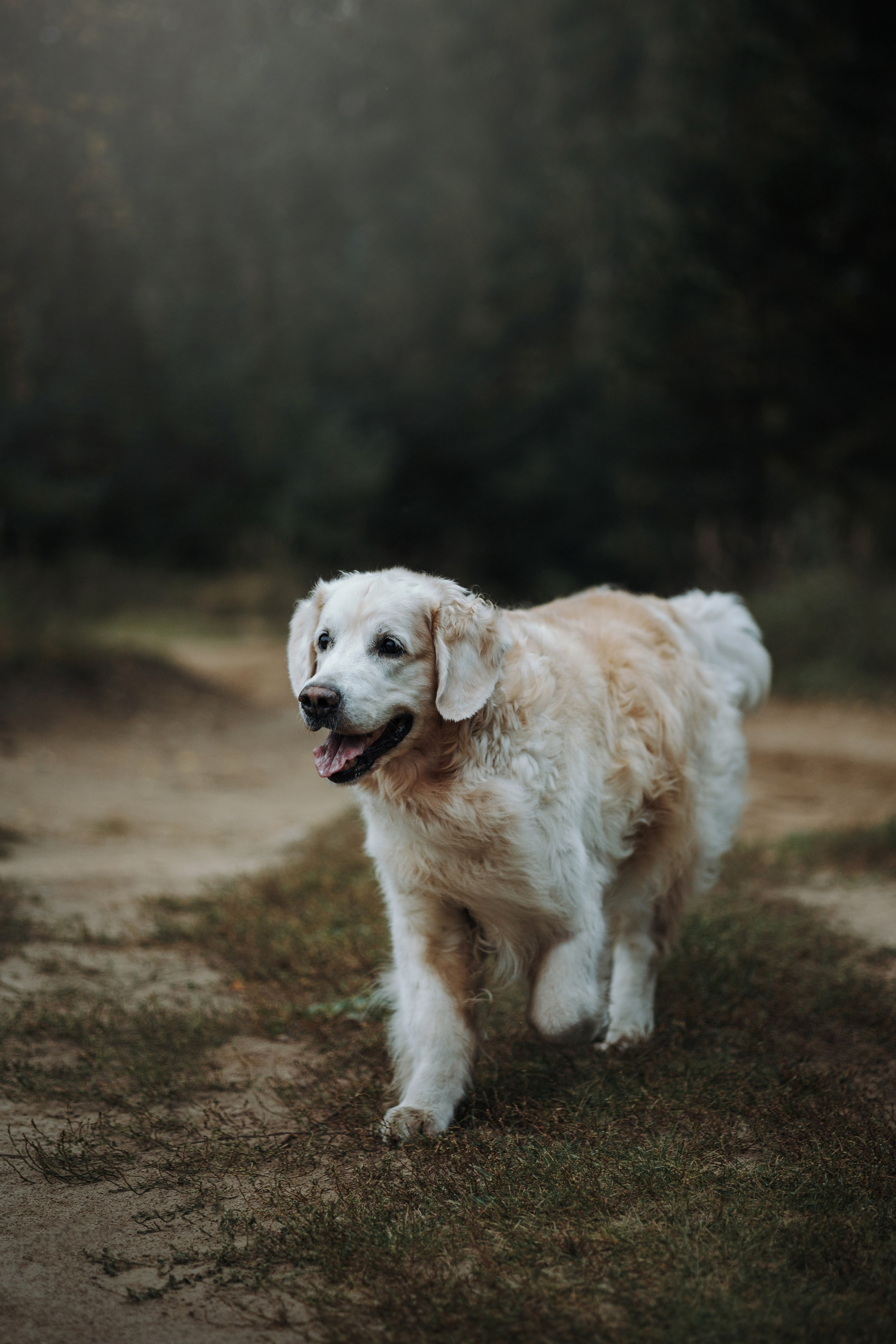 Света и Том. Фотограф — Анималист | Санкт-Петербург