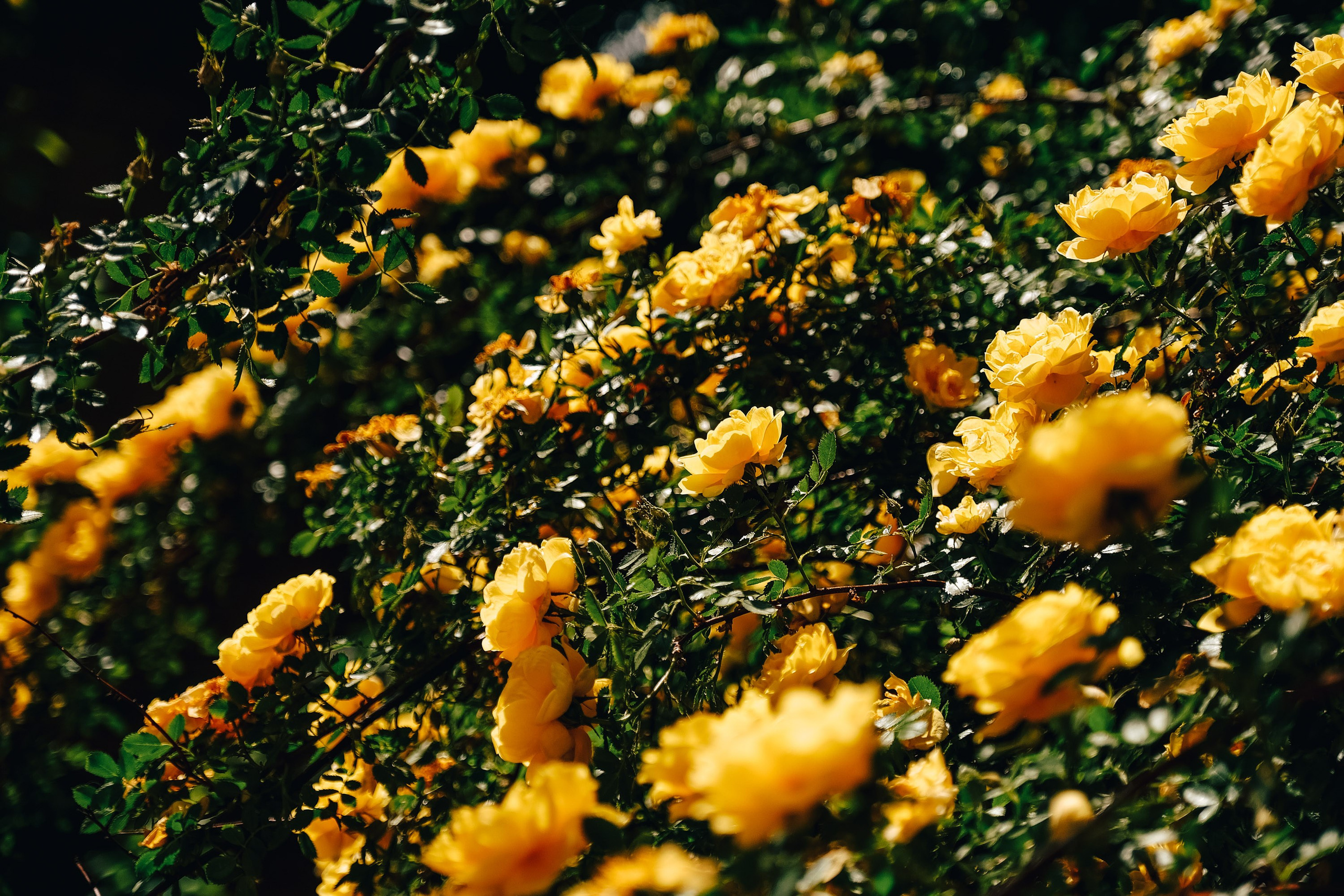 Цветы. Фотограф Анатолий Деникин