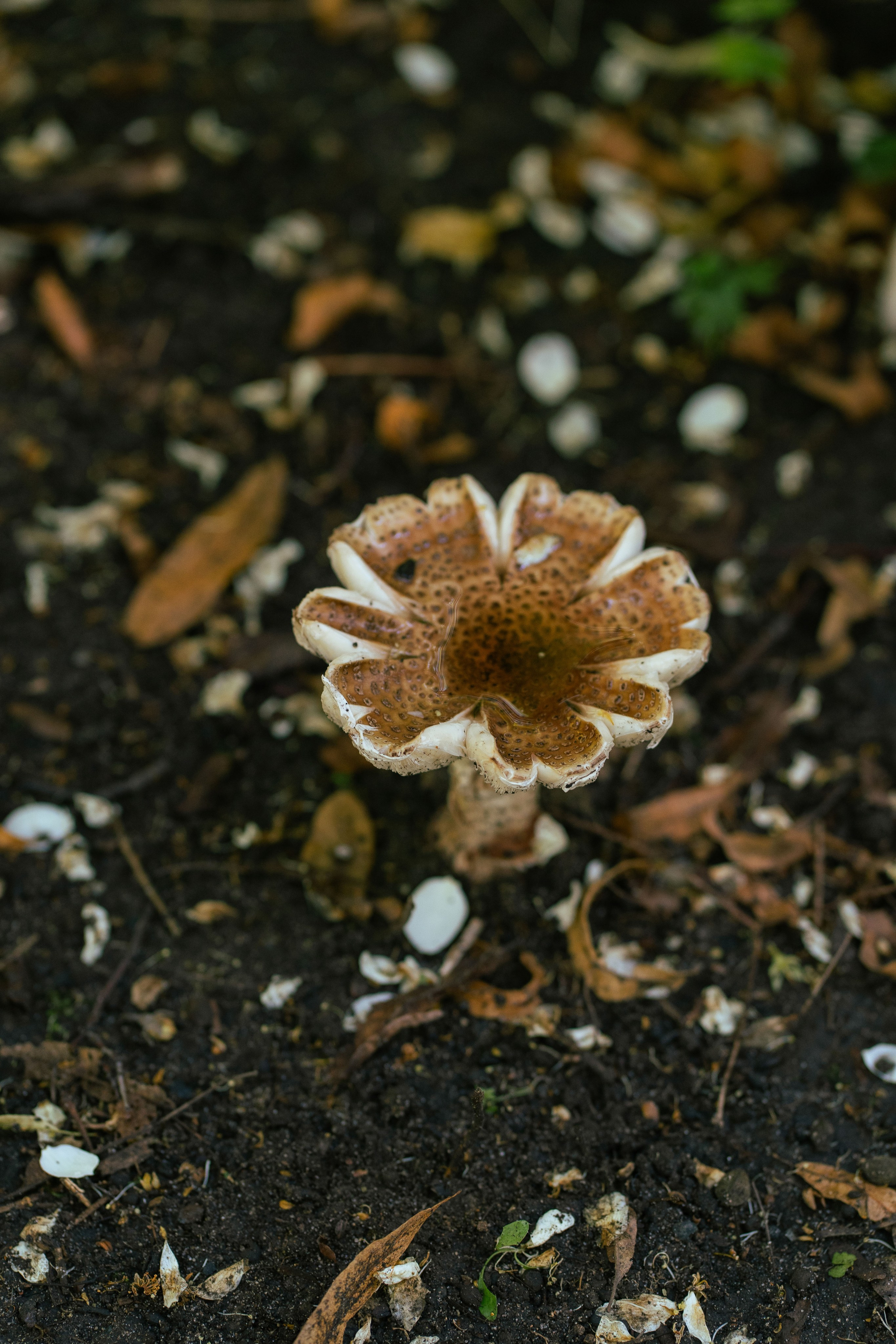 Ольга и коржики. Свадебный фотограф в Москве Анна Полушина